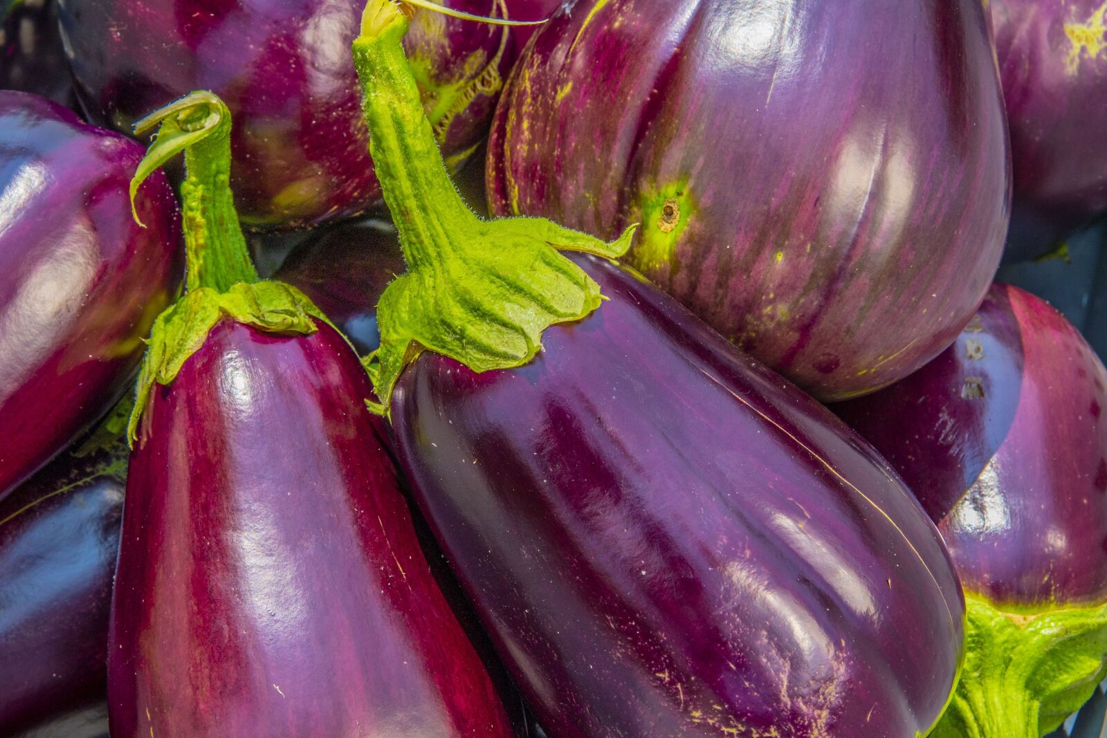 Nikon D5 sample photo. Eggplant, aubergine, solanum melongena photography