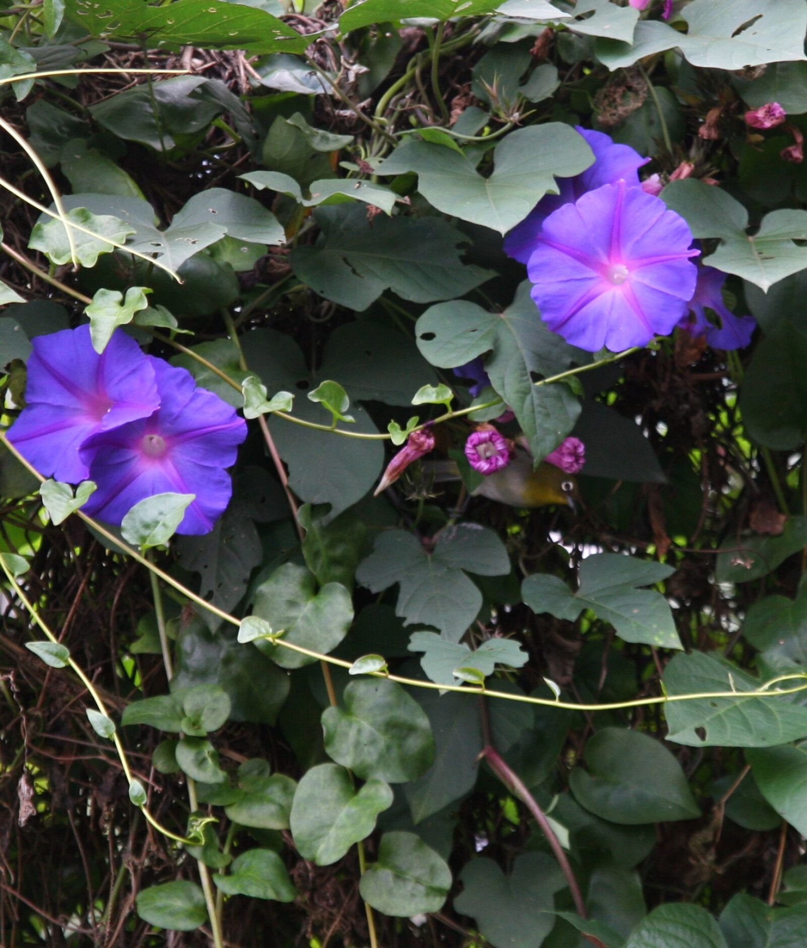 Canon EOS 20D sample photo