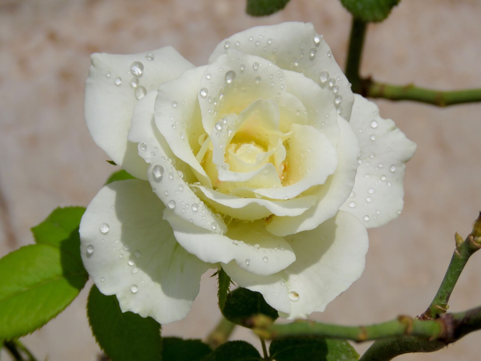 Canon PowerShot SX60 HS sample photo. Water pearls, white rose photography