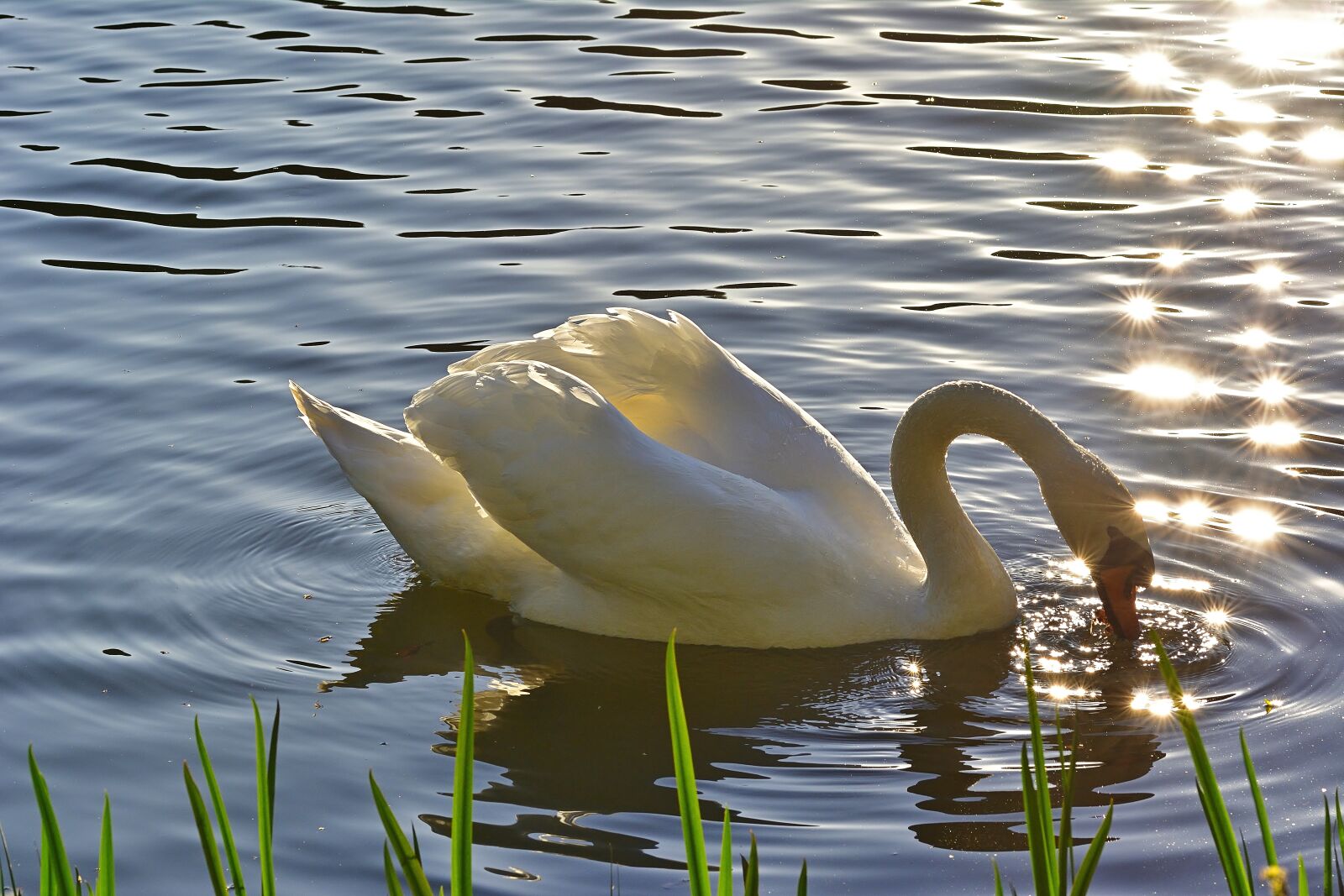 Nikon D5200 sample photo. Nature, park lake, swan photography
