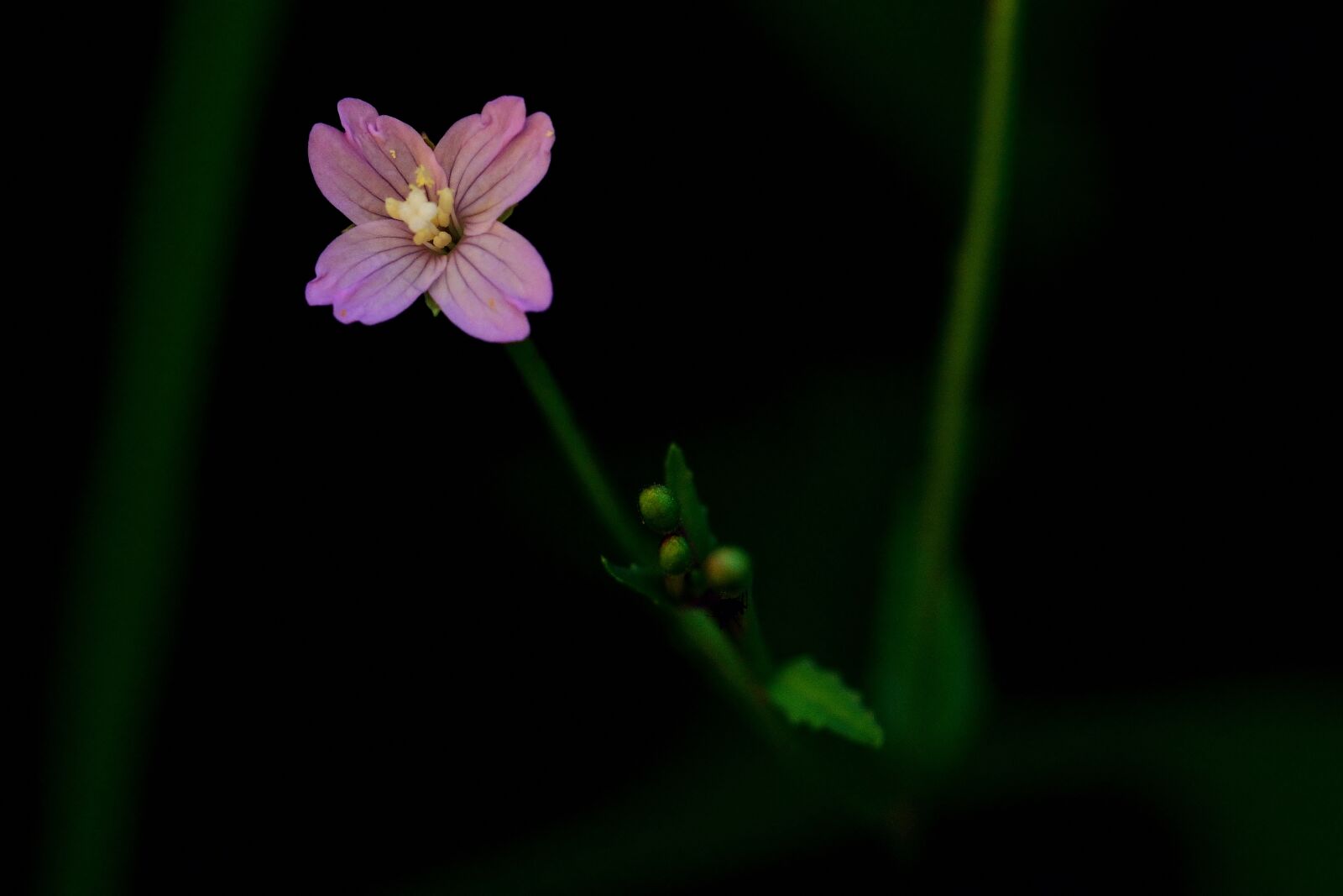 Nikon D5200 sample photo. Blossom, bloom, small photography