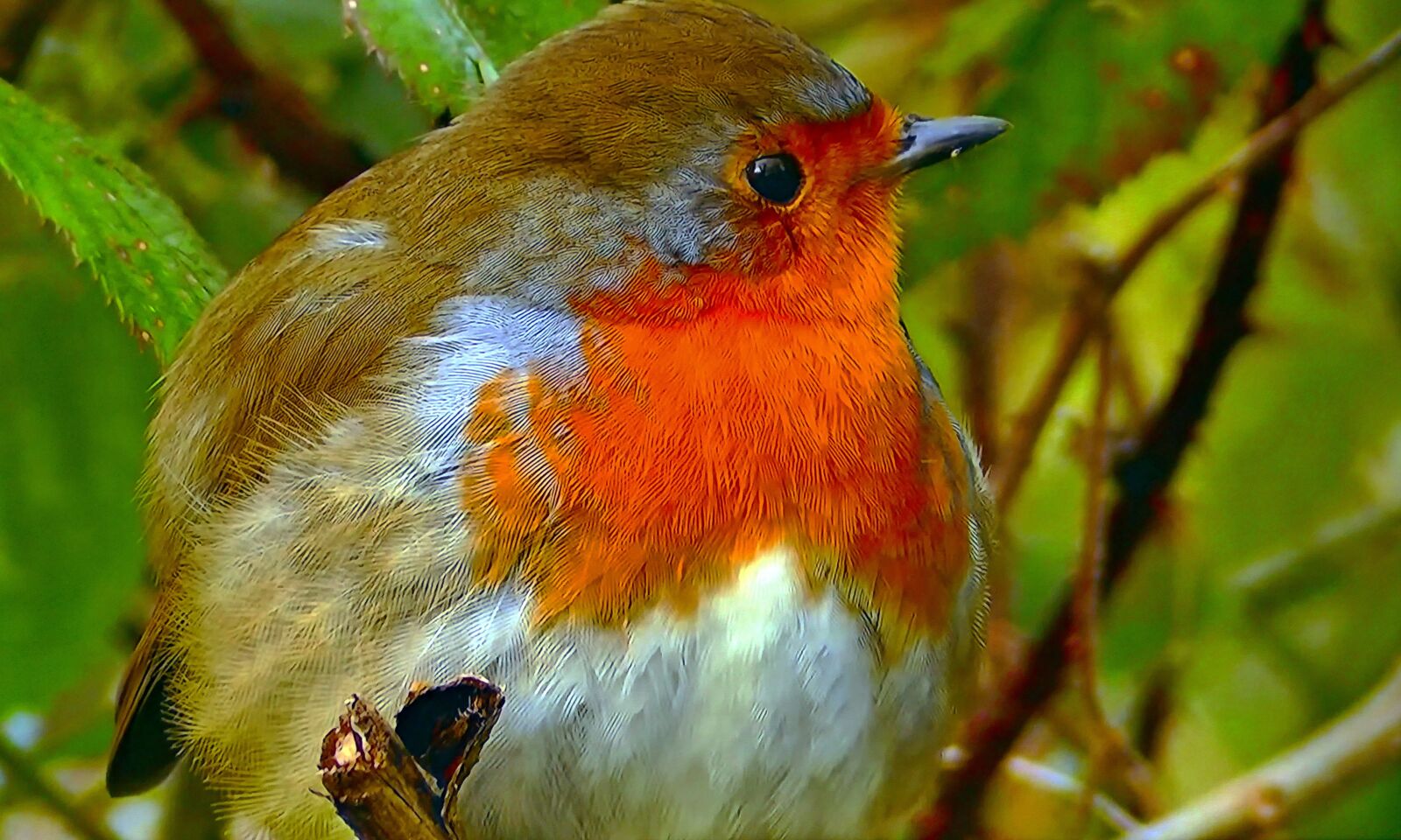 Panasonic Lumix DMC-FZ1000 sample photo. Redbreast, common, nature photography