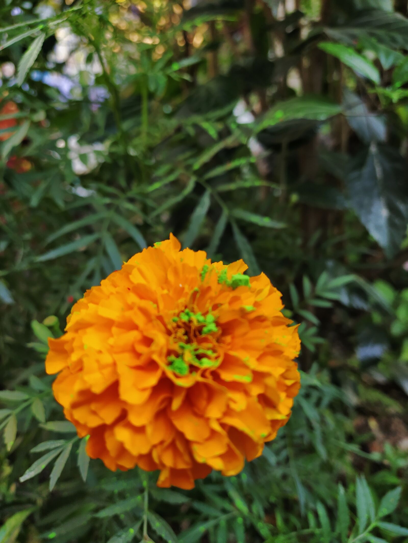 Xiaomi Mi A3 sample photo. Merrygold, holi, flower photography