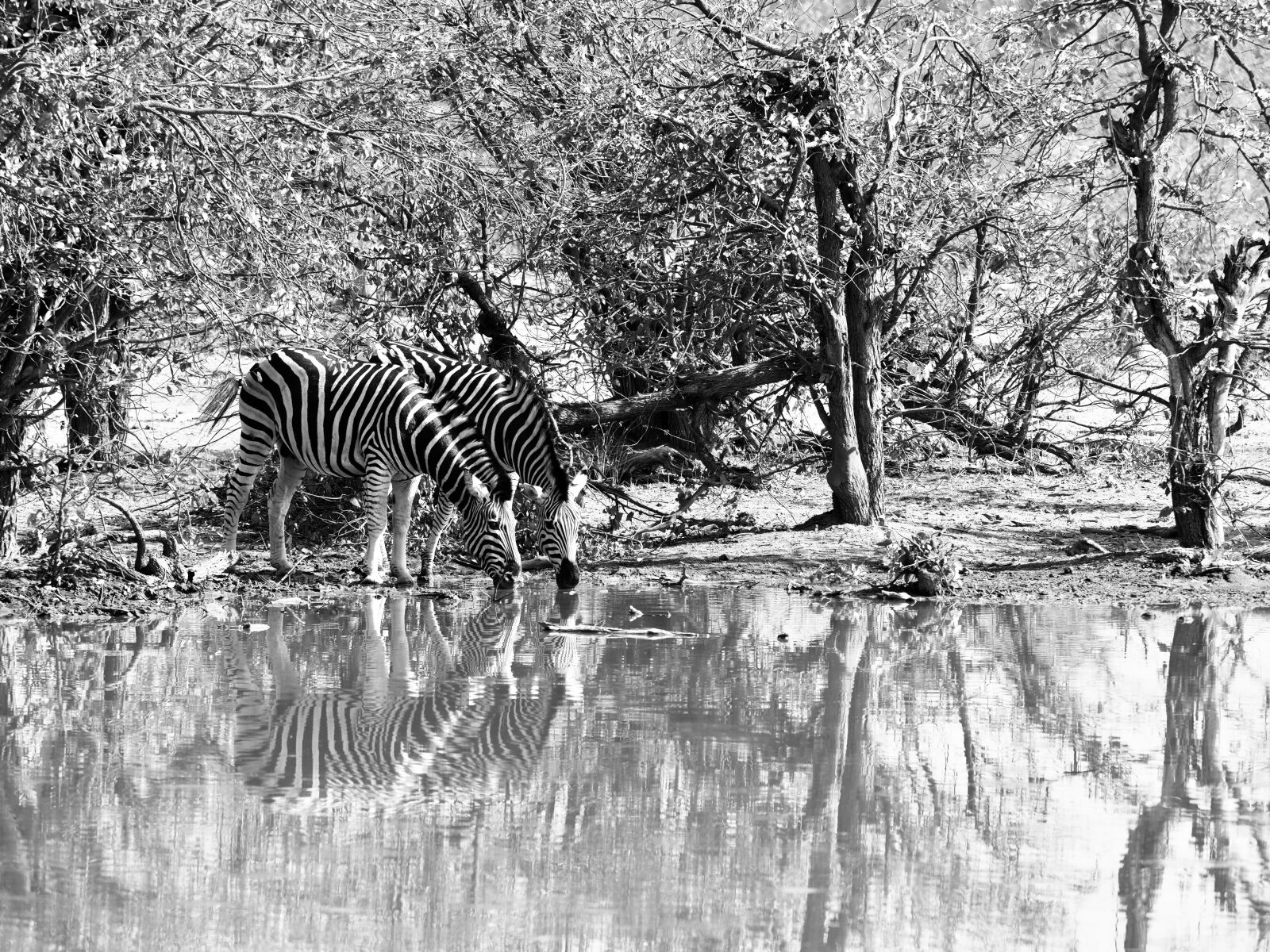 Olympus OM-D E-M1 Mark II + Olympus M.Zuiko Digital ED 40-150mm F2.8 Pro sample photo. Zebra, south africa, animal photography