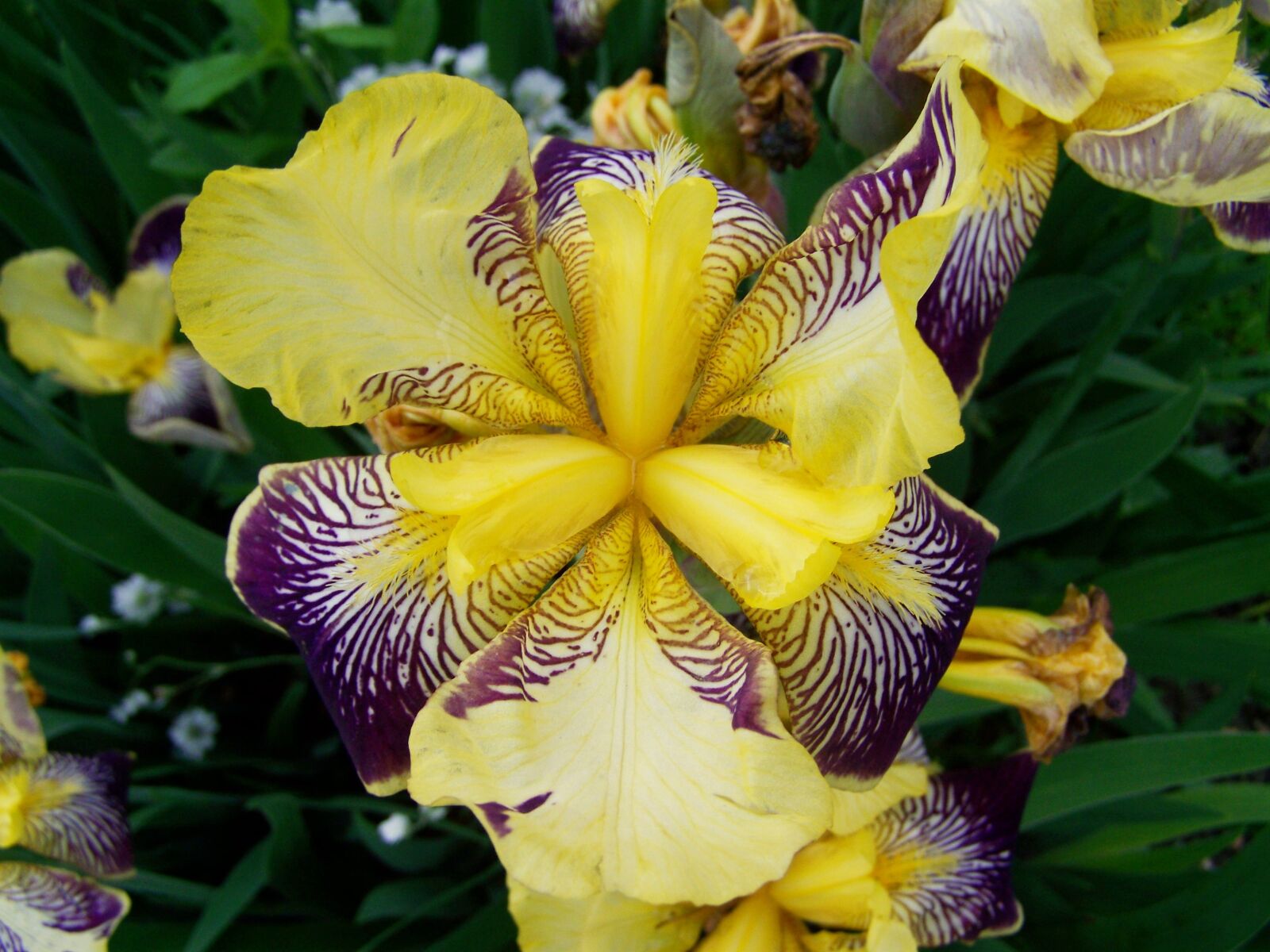 Kodak EASYSHARE ZD710 ZOOM DIGITAL CAMERA sample photo. Iris, fleur-de-lis, spring flower photography