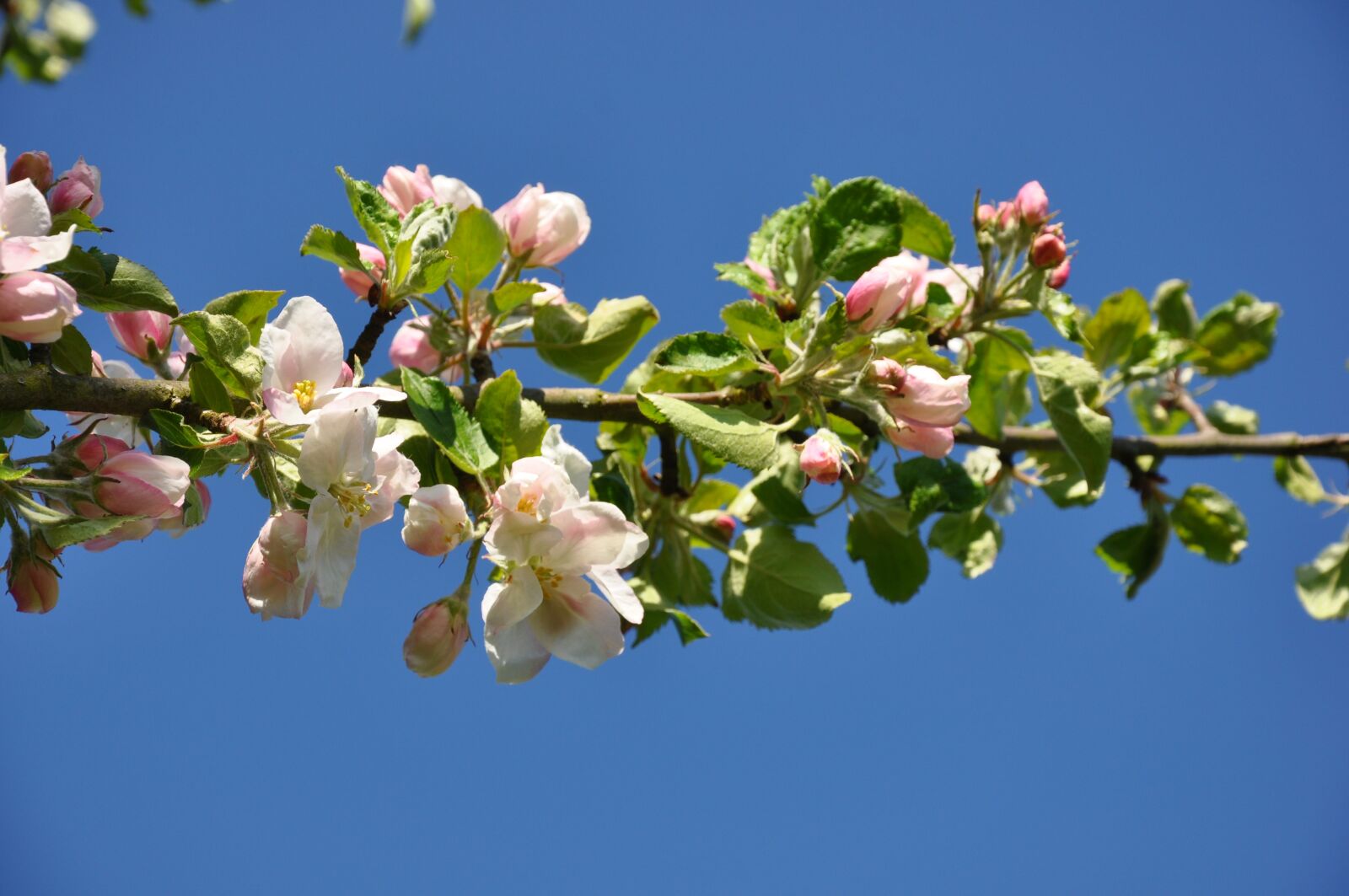 Nikon D90 sample photo. Branch, flowers, pink photography