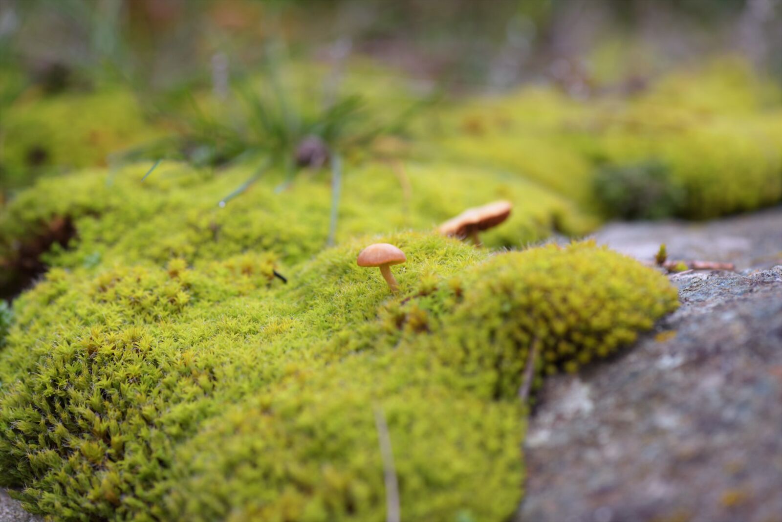 Nikon D750 sample photo. Macro, nikon, mushrooms photography