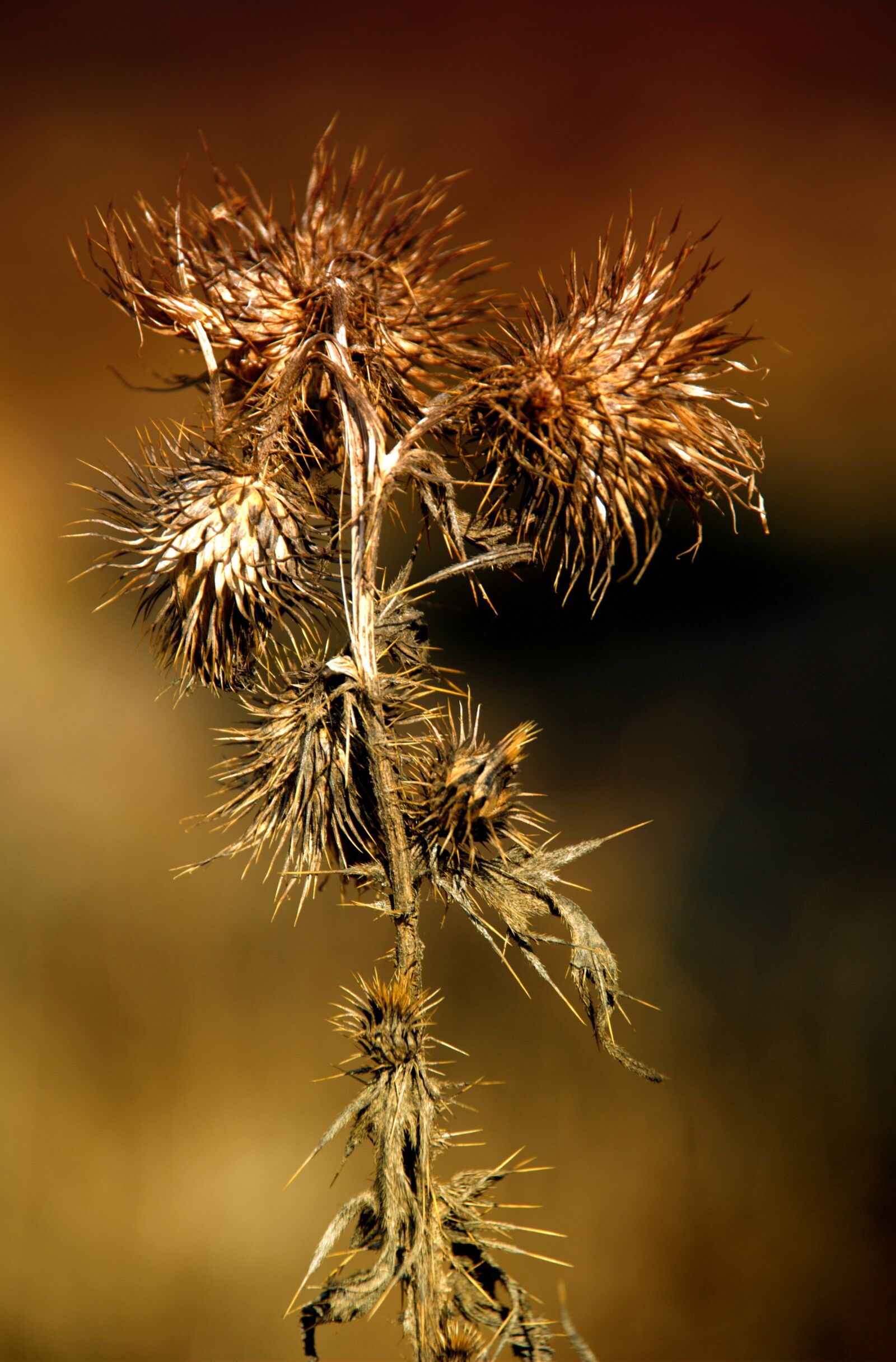 Nikon D80 sample photo. Macro, flower, flora photography