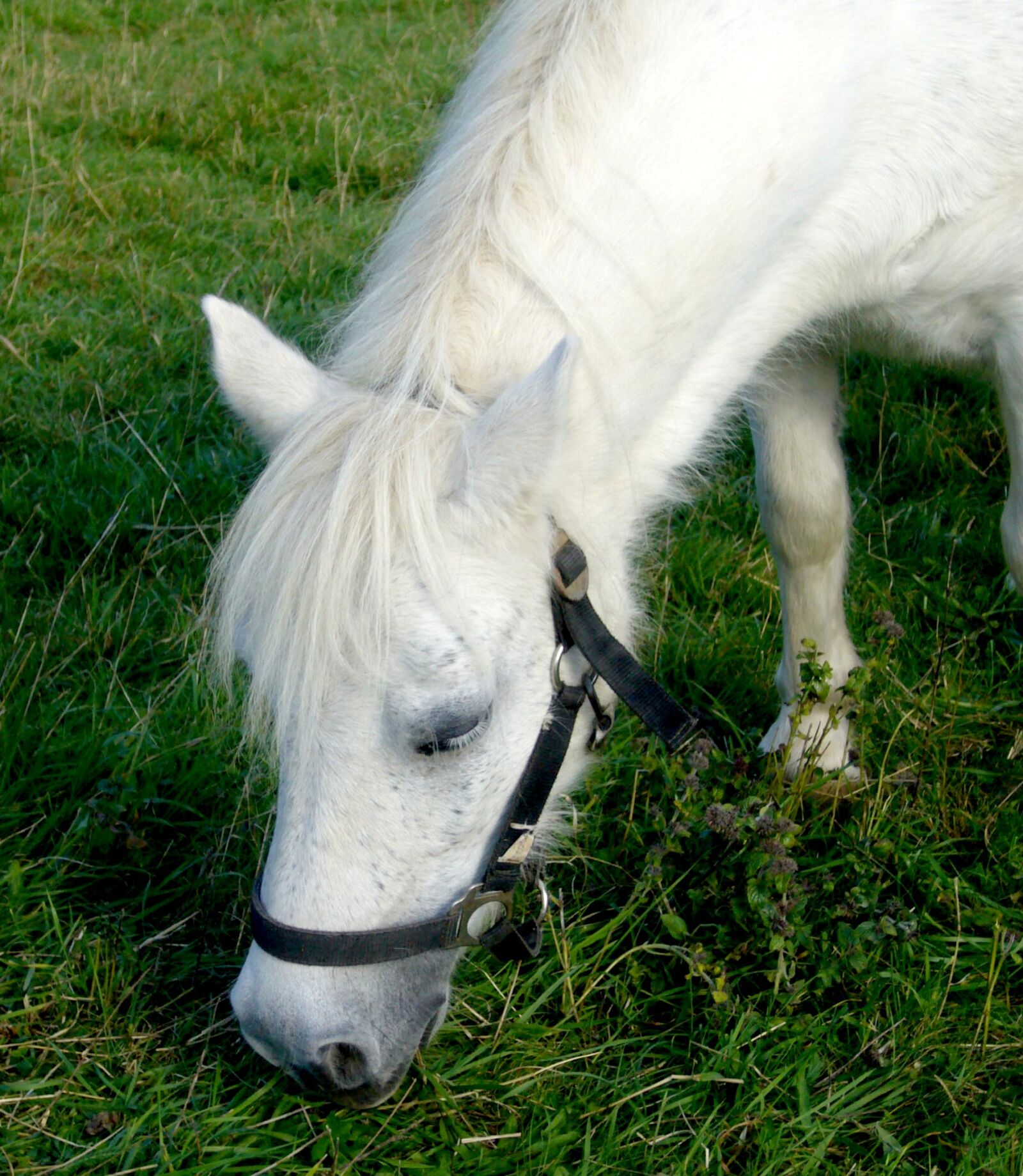 Panasonic DMC-FX8 sample photo. Horse, ride, horse head photography