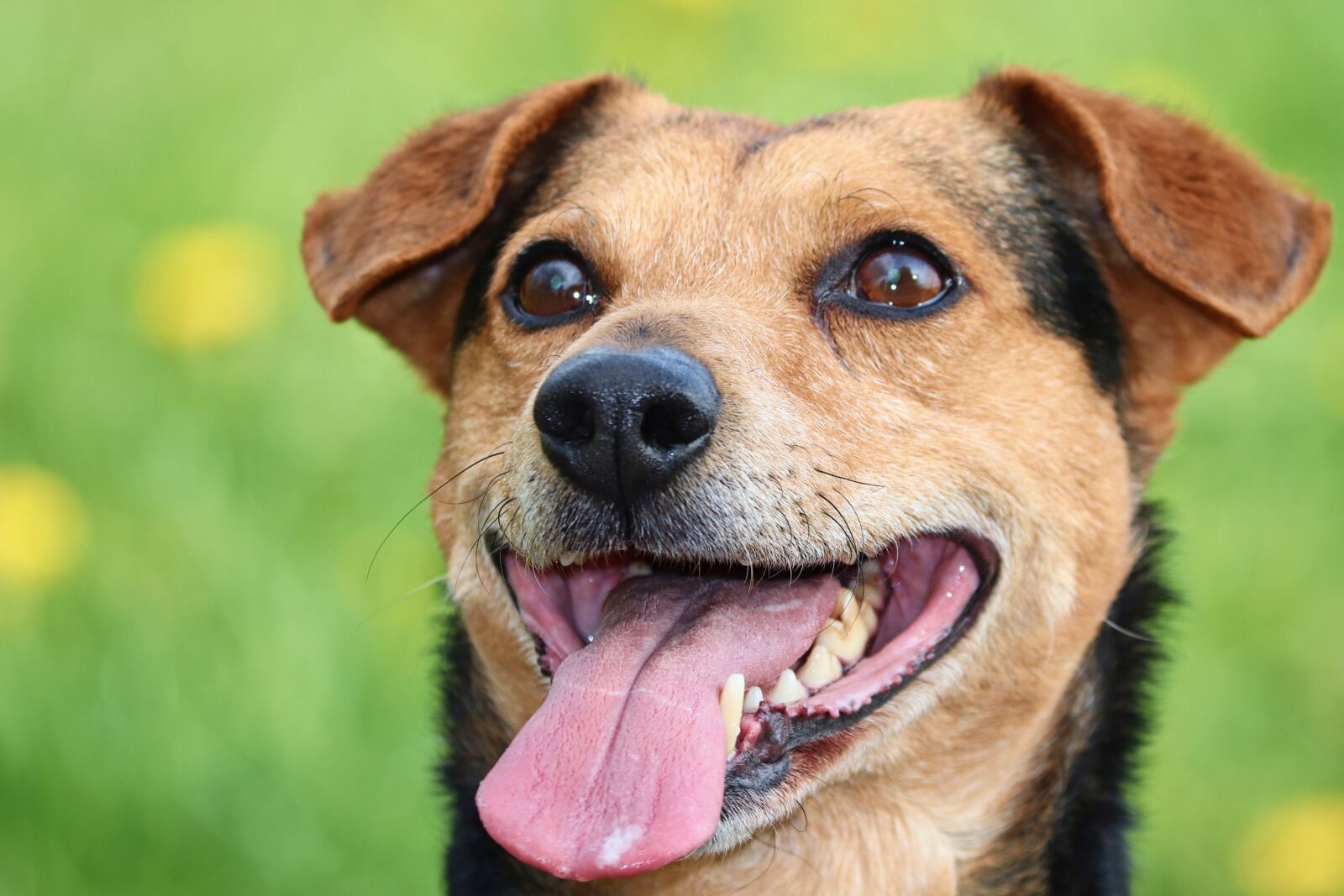 Canon EOS 200D (EOS Rebel SL2 / EOS Kiss X9) sample photo. Dog, dog look, tongue photography