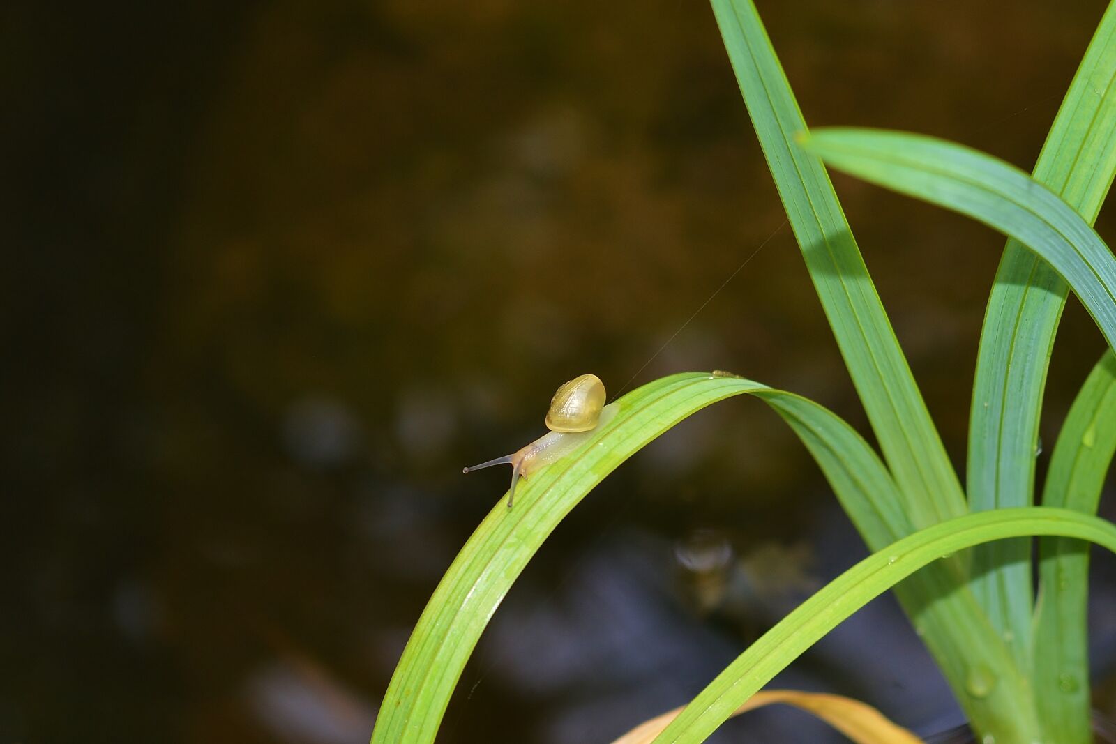 Nikon D5200 sample photo. Snail, leaf, close up photography
