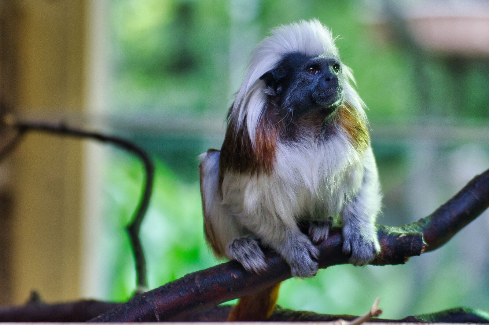 Nikon D5300 sample photo. Cottontop tamarin, animal world photography