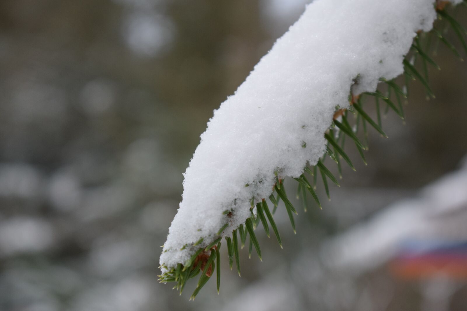 Nikon D3300 sample photo. Snow, forest, winter photography