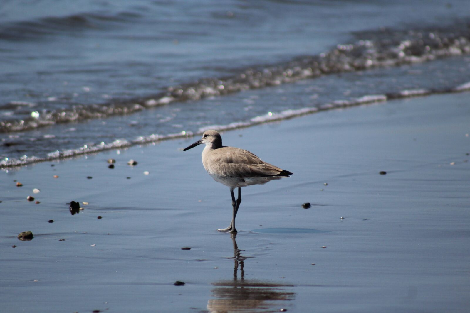 Canon EOS 1200D (EOS Rebel T5 / EOS Kiss X70 / EOS Hi) + Canon EF 75-300mm f/4-5.6 sample photo. Sand piper on the photography