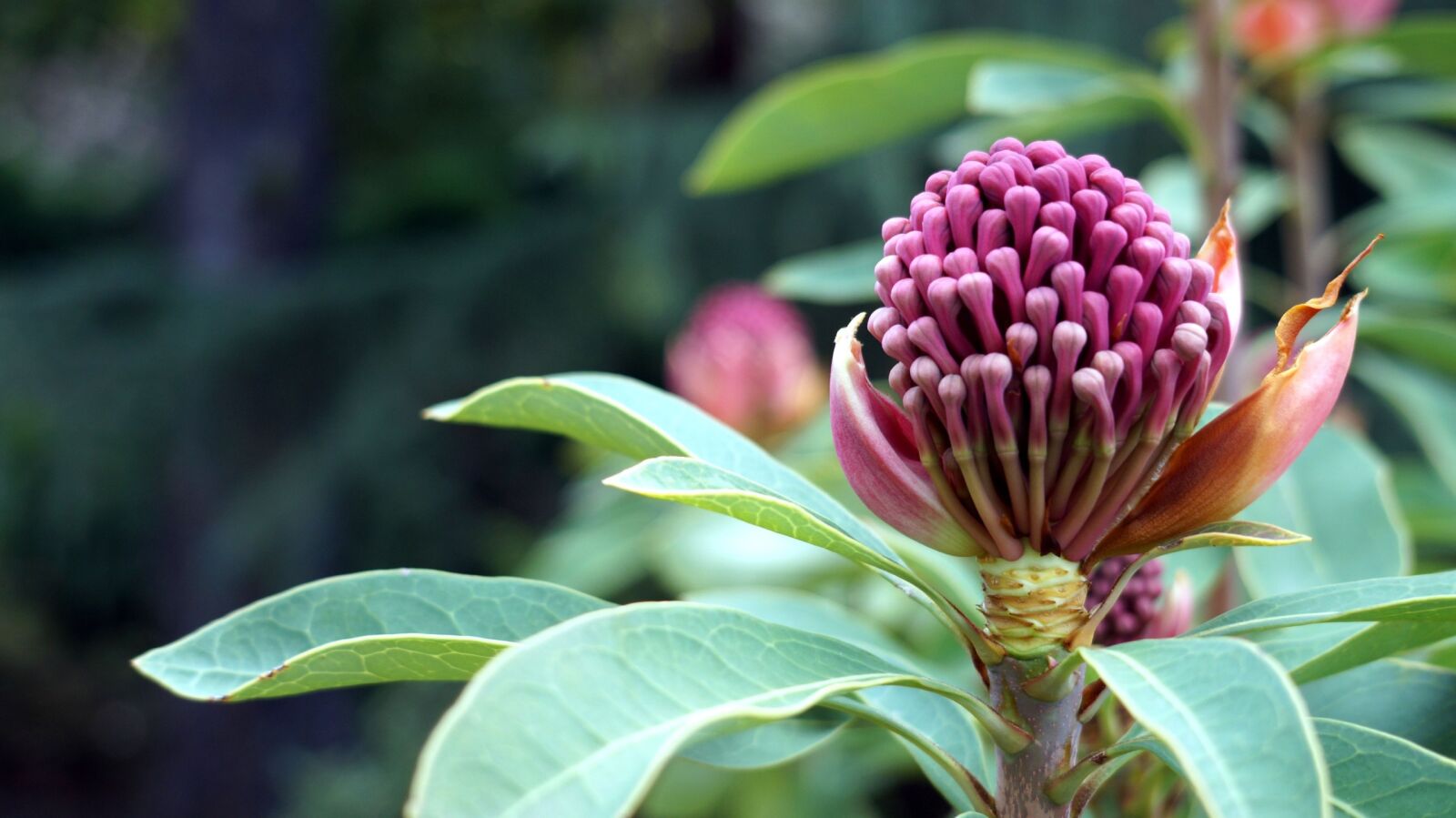 E 18-50mm F4-5.6 sample photo. Tasmania, garden, flower photography