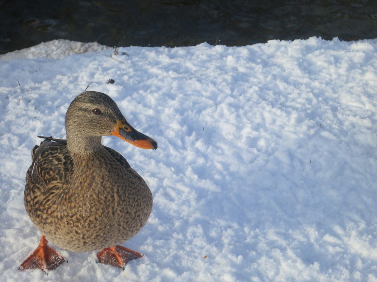Canon PowerShot S100 sample photo. Duck, snow, bird photography