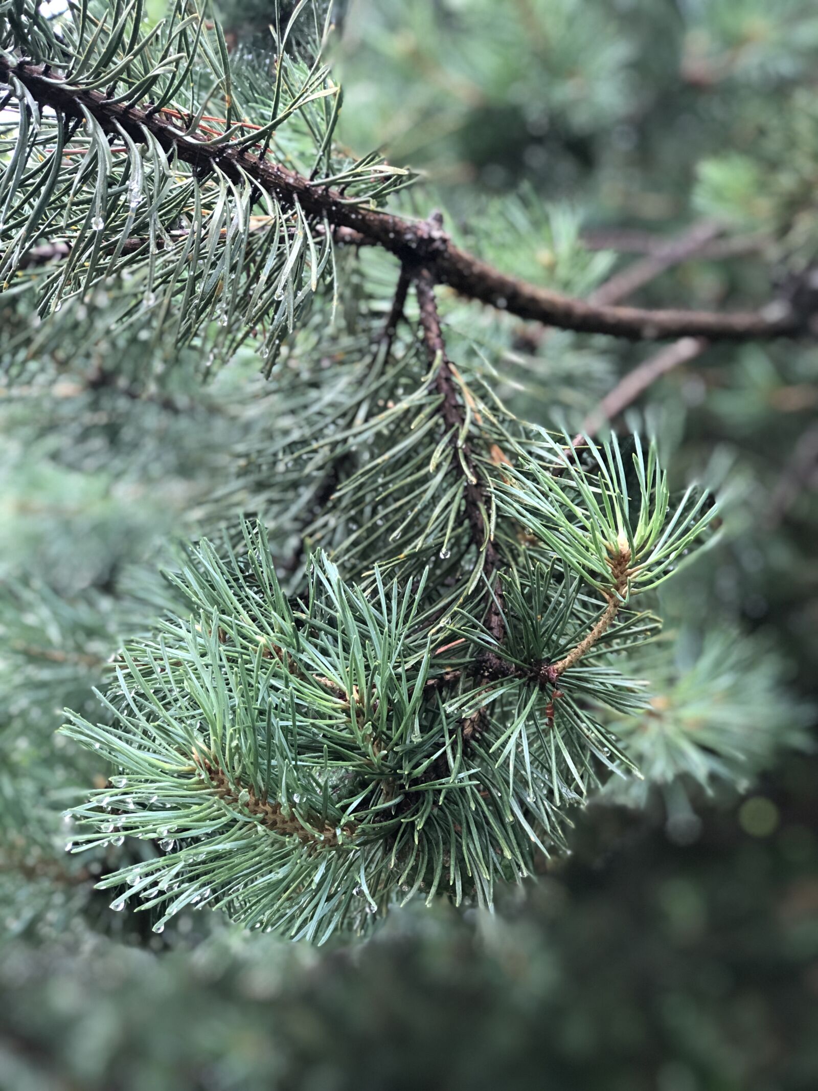 iPhone 8 Plus back dual camera 6.6mm f/2.8 sample photo. Pine, branch, rain photography