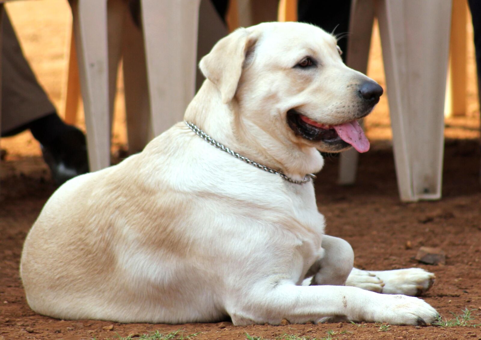 Canon EOS 550D (EOS Rebel T2i / EOS Kiss X4) sample photo. Dog, pet, animal, pedigree photography