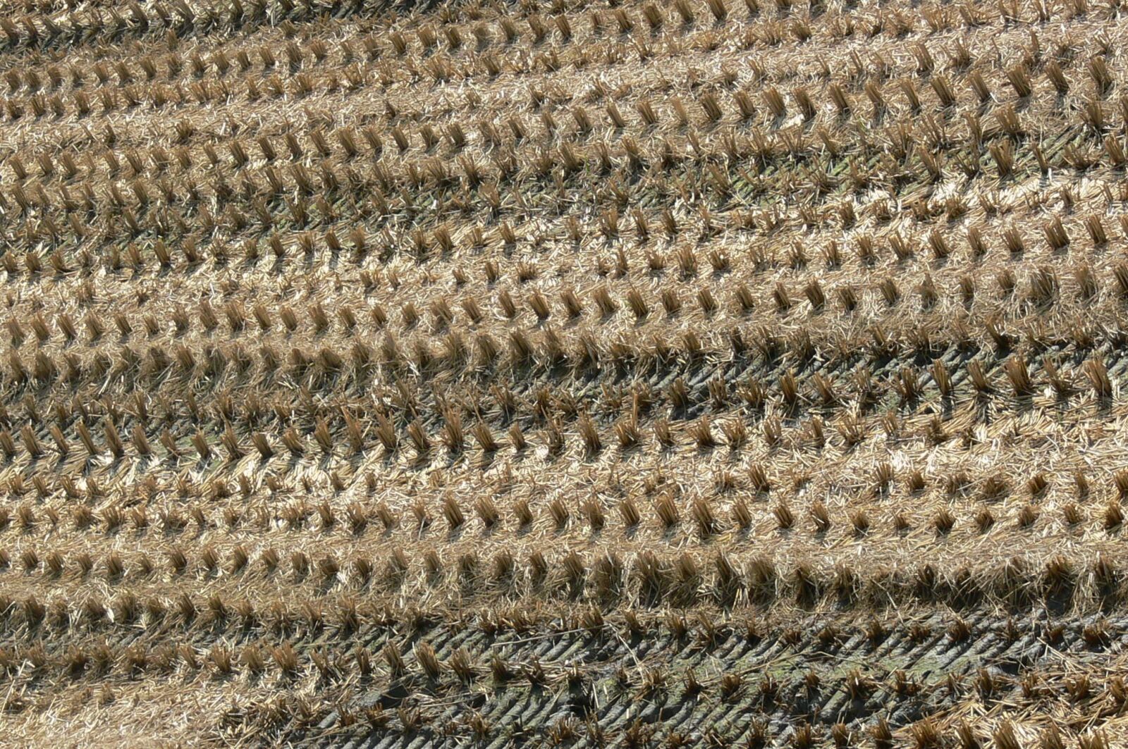 Panasonic DMC-FZ30 sample photo. Landscape, in rice field photography