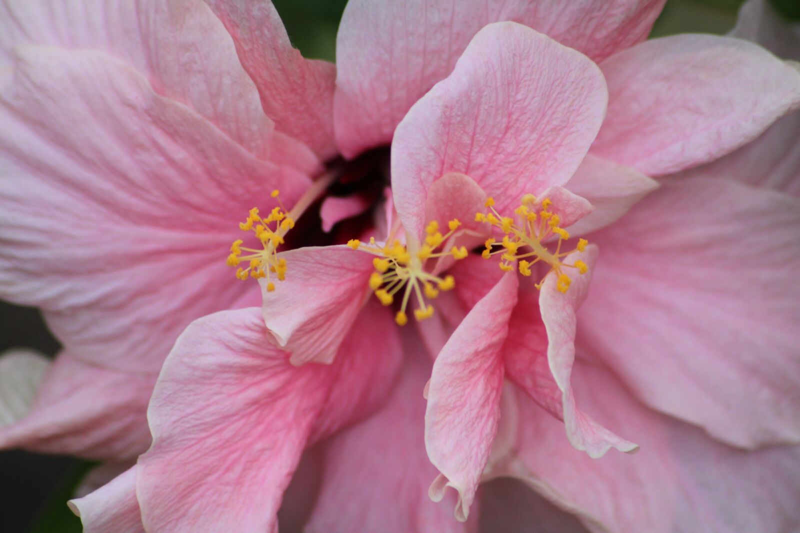Canon EOS 500D (EOS Rebel T1i / EOS Kiss X3) sample photo. Hibiscus, blossom, bloom photography