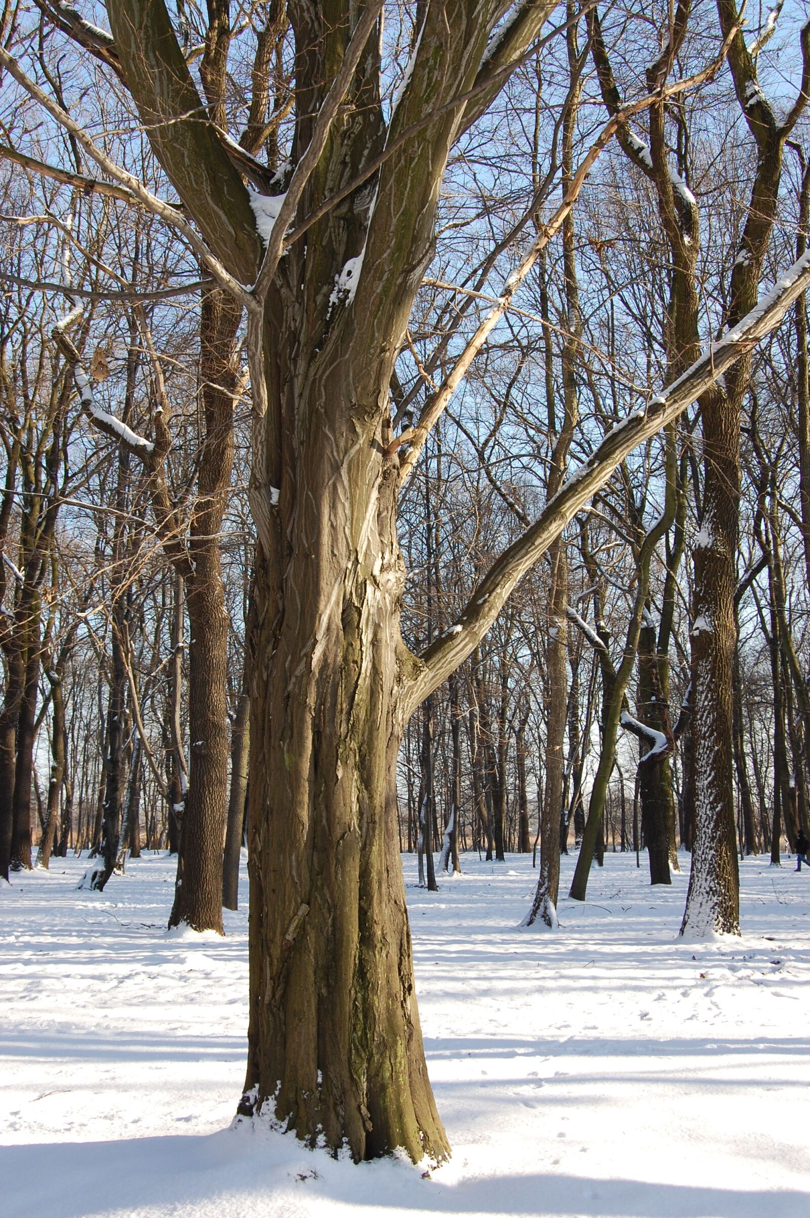 Nikon D40 sample photo. Winter, tree, park photography