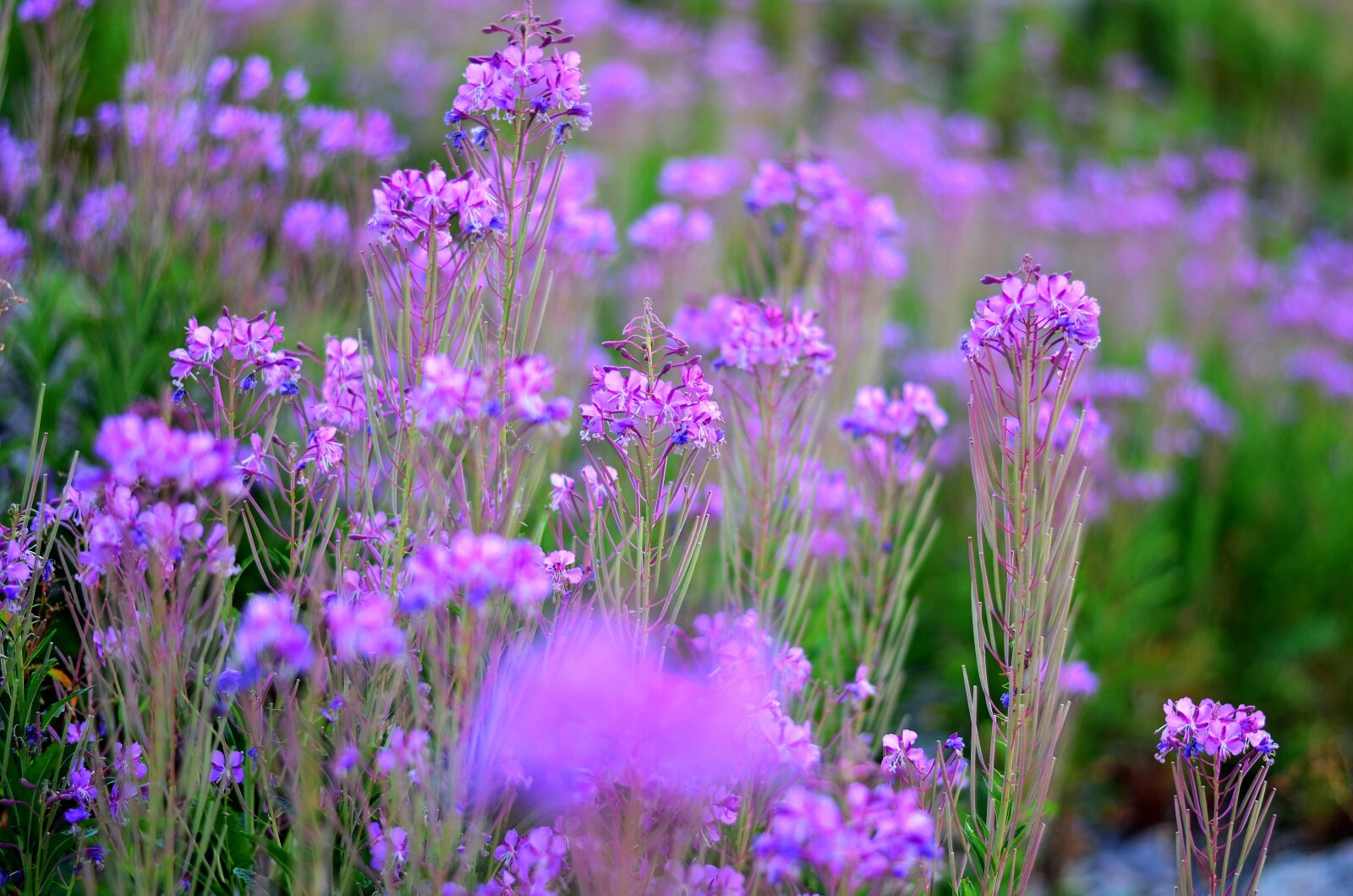 Nikon D5100 sample photo. Flower, nature, spring photography