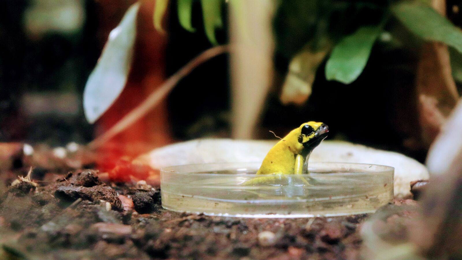 Canon EOS 200D (EOS Rebel SL2 / EOS Kiss X9) sample photo. Frog, amphibian, animal photography