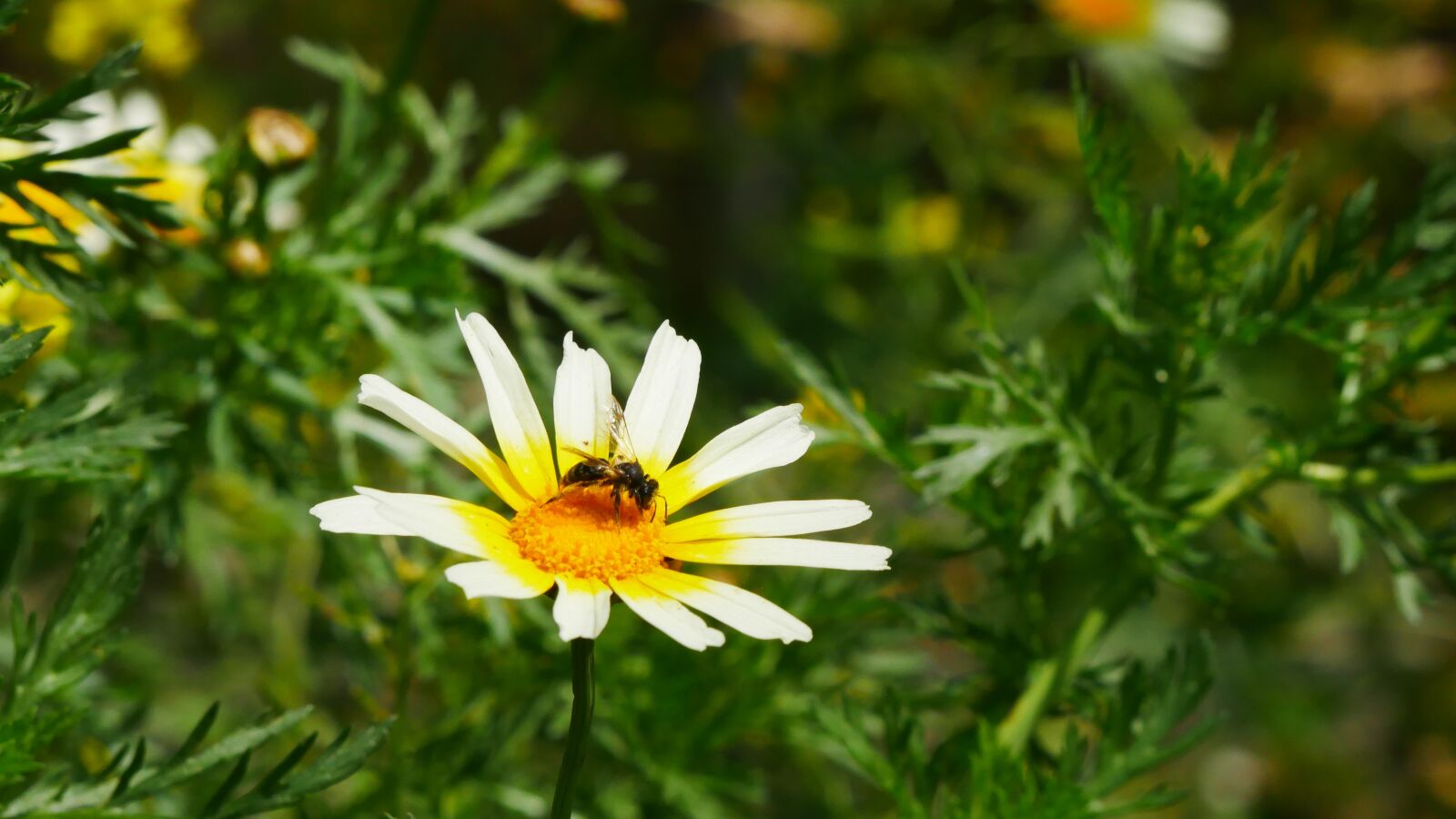 Panasonic Lumix DMC-GX85 (Lumix DMC-GX80 / Lumix DMC-GX7 Mark II) sample photo. Flower, blossom, bloom photography
