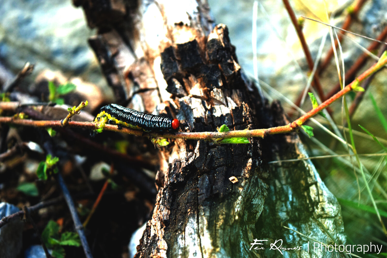 Nikon D3300 sample photo. Worm photography