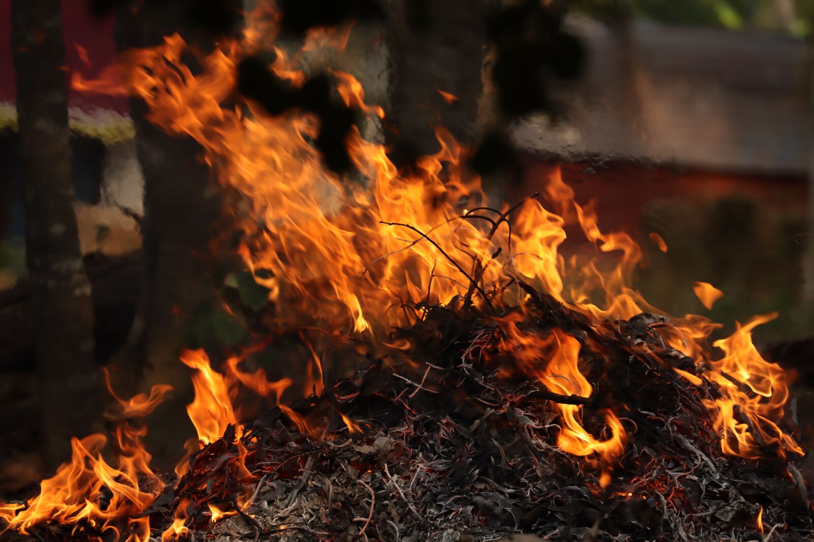 Canon EOS 250D (EOS Rebel SL3 / EOS Kiss X10 / EOS 200D II) sample photo. Flame, yellow, outdoor photography