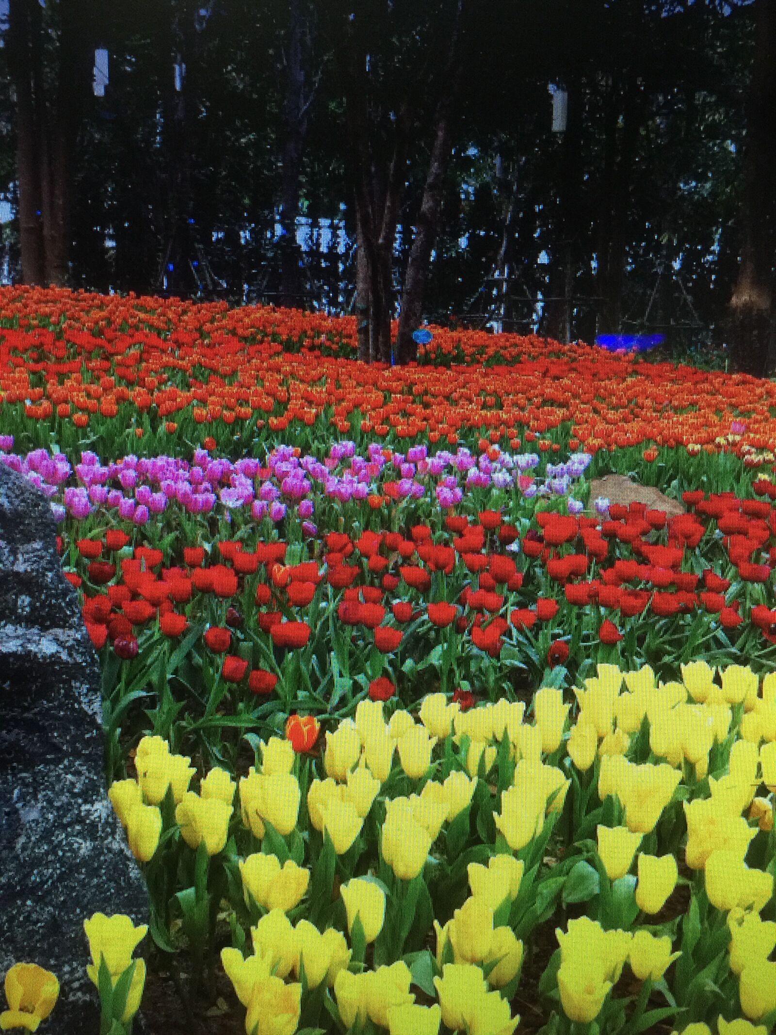 iPhone 6 Plus back camera 4.15mm f/2.2 sample photo. Royal, flower photography