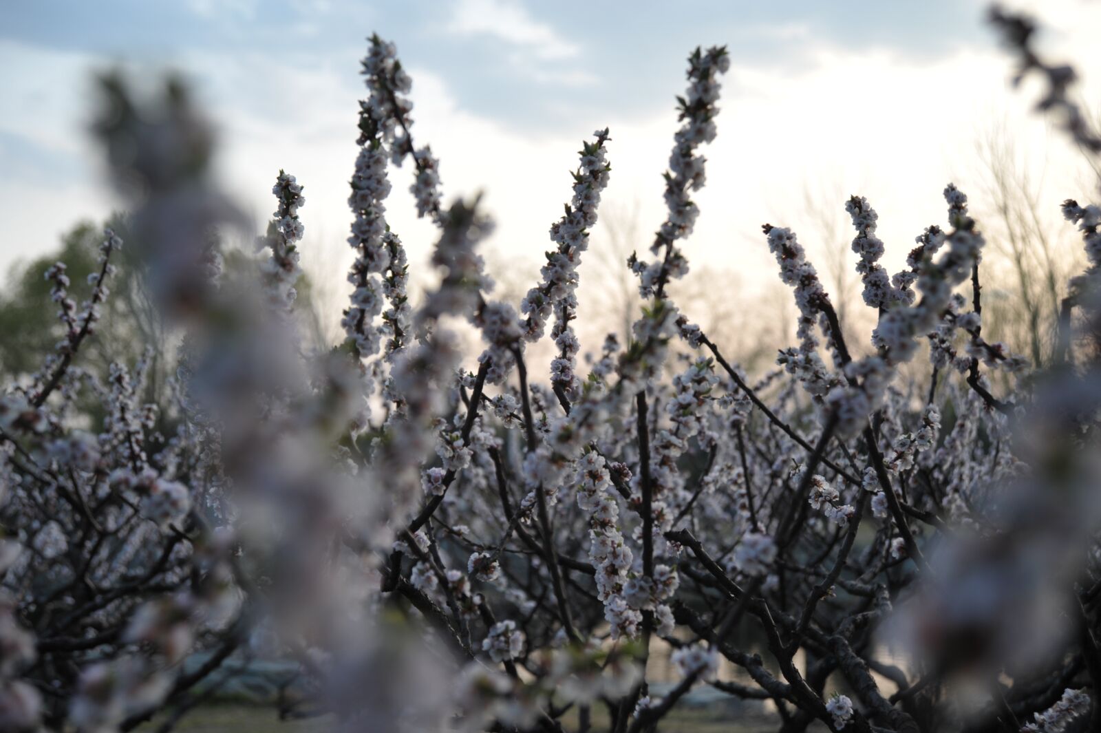 Nikon D3 sample photo. Spring, grass, flower photography