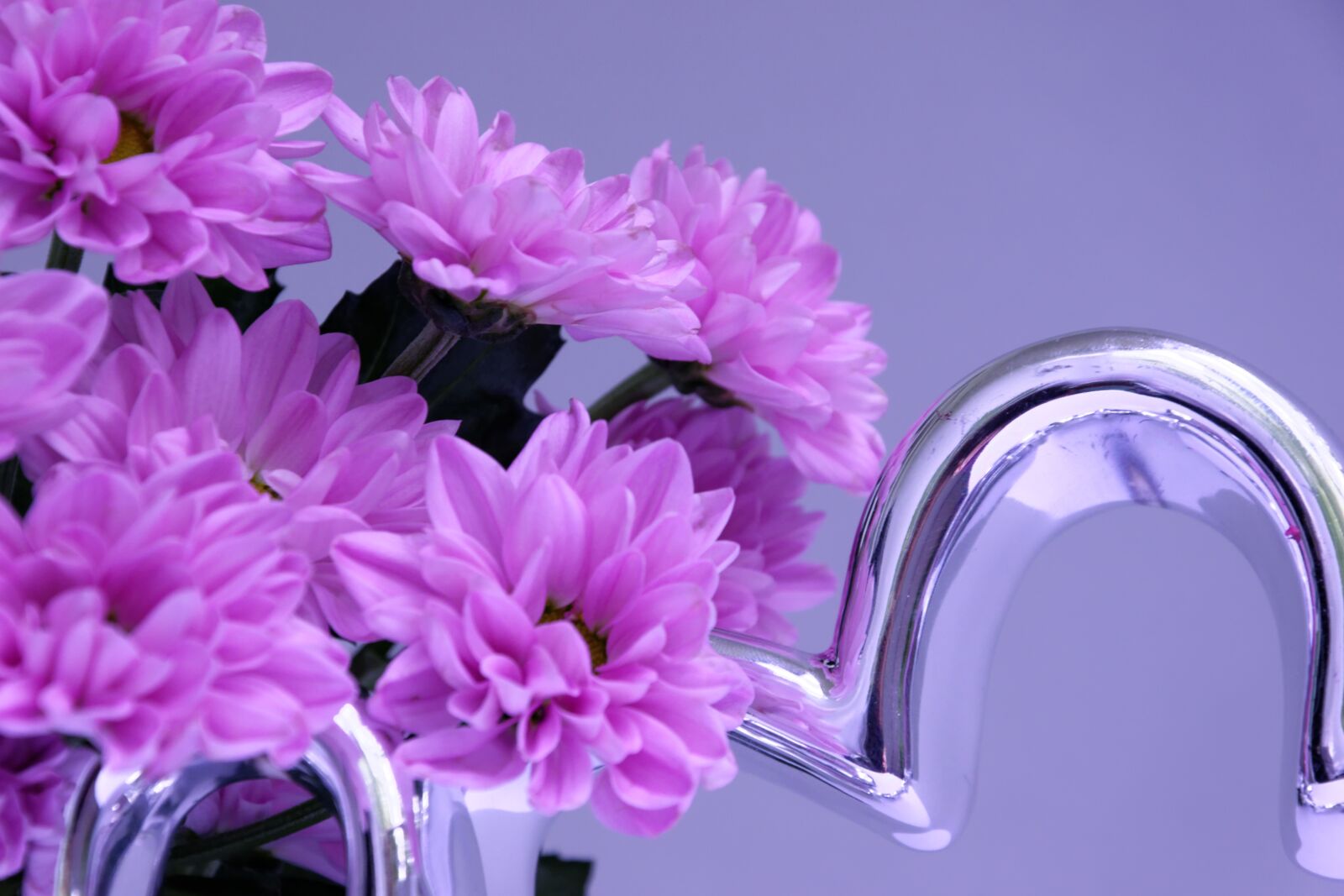 Nikon D5300 sample photo. Flower, deco, flowers photography