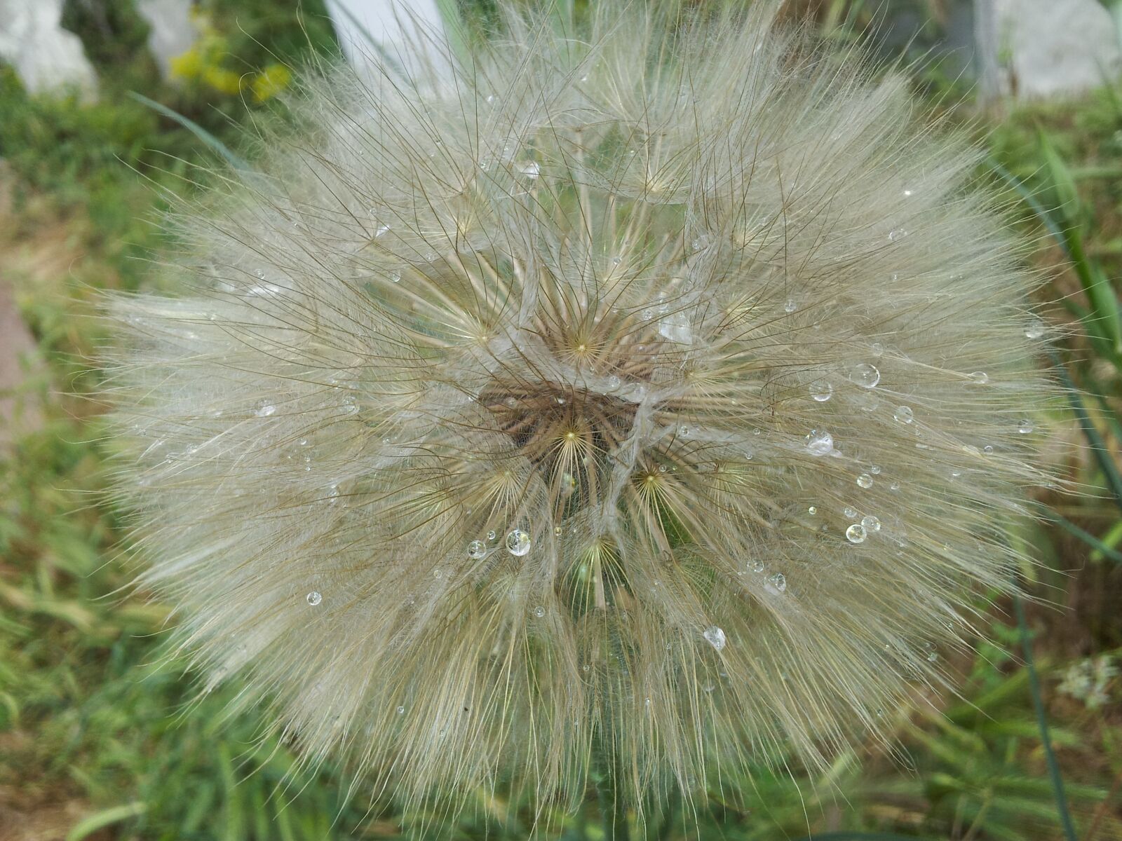 Samsung Galaxy S2 sample photo. Dandelion, white, yellow photography