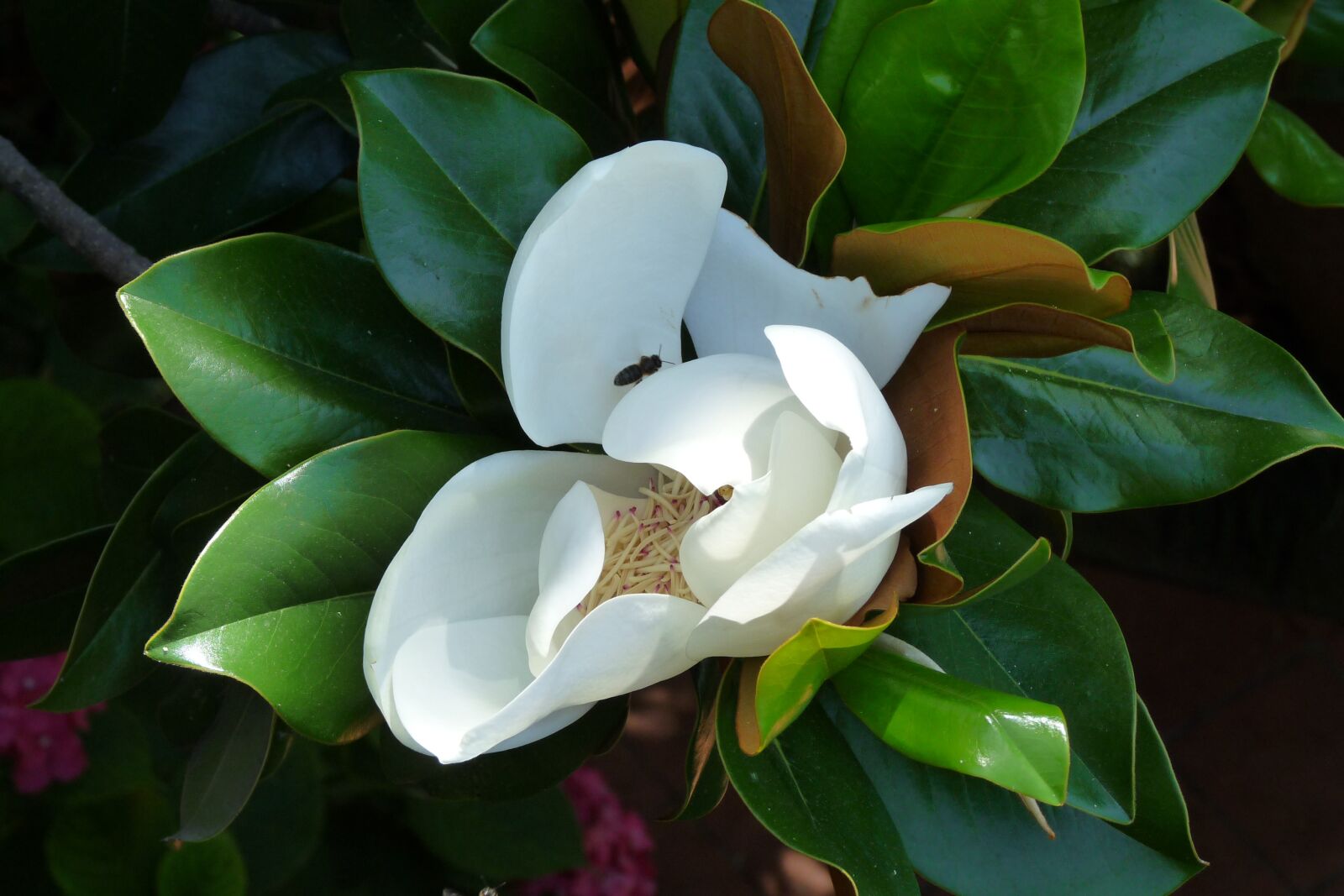 Panasonic Lumix DMC-FZ28 sample photo. Flower, white flower, magnolia photography