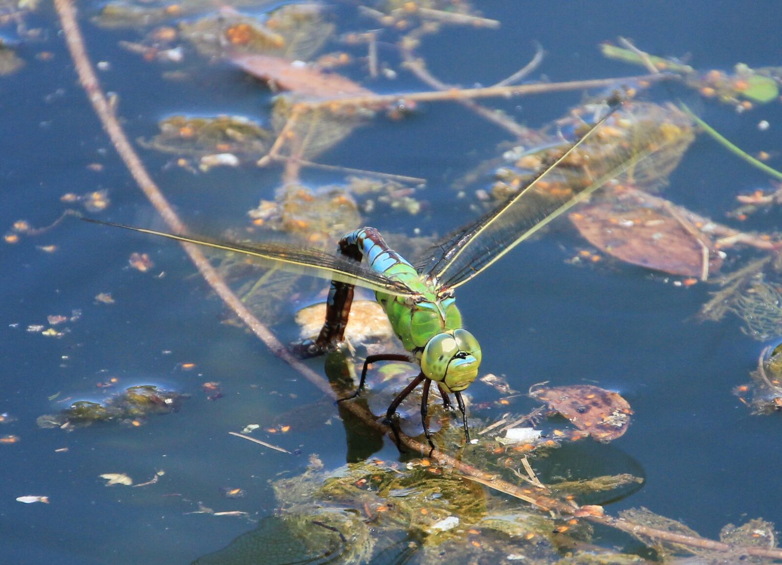 Canon EOS 550D (EOS Rebel T2i / EOS Kiss X4) sample photo. Dragonfly, water, pond photography