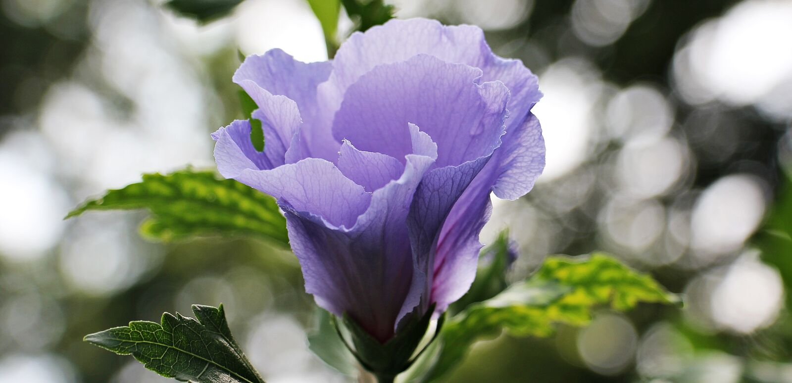 Canon EOS 550D (EOS Rebel T2i / EOS Kiss X4) sample photo. Mallow, flower, blossom photography