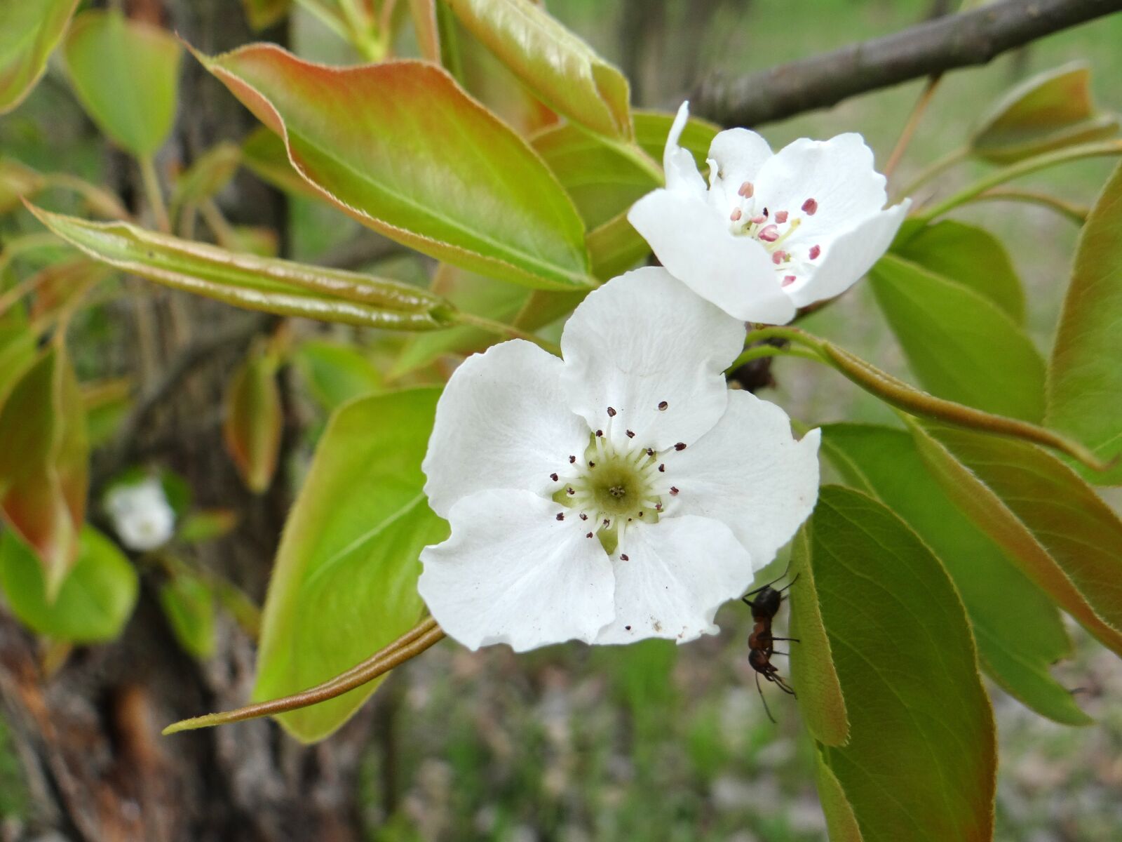 Sony DSC-HX200V sample photo. Flowering fruit trees, spring photography