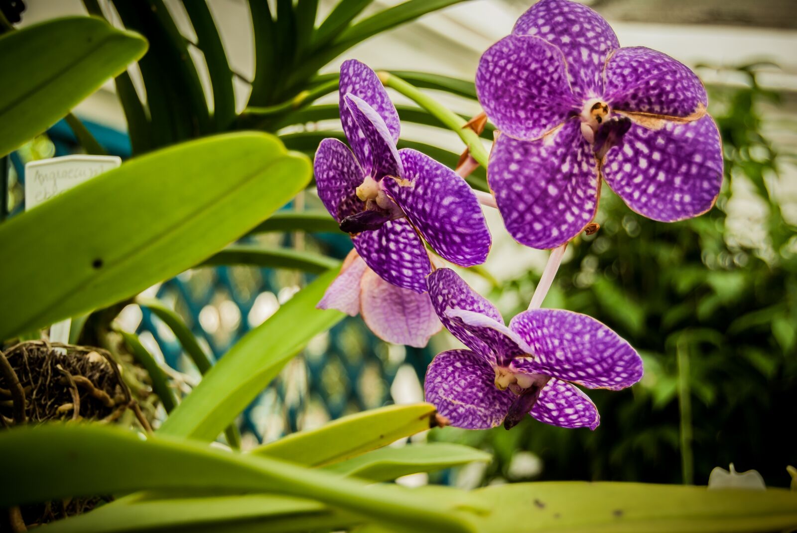 Nikon D3000 sample photo. Flower, flowers, flora photography