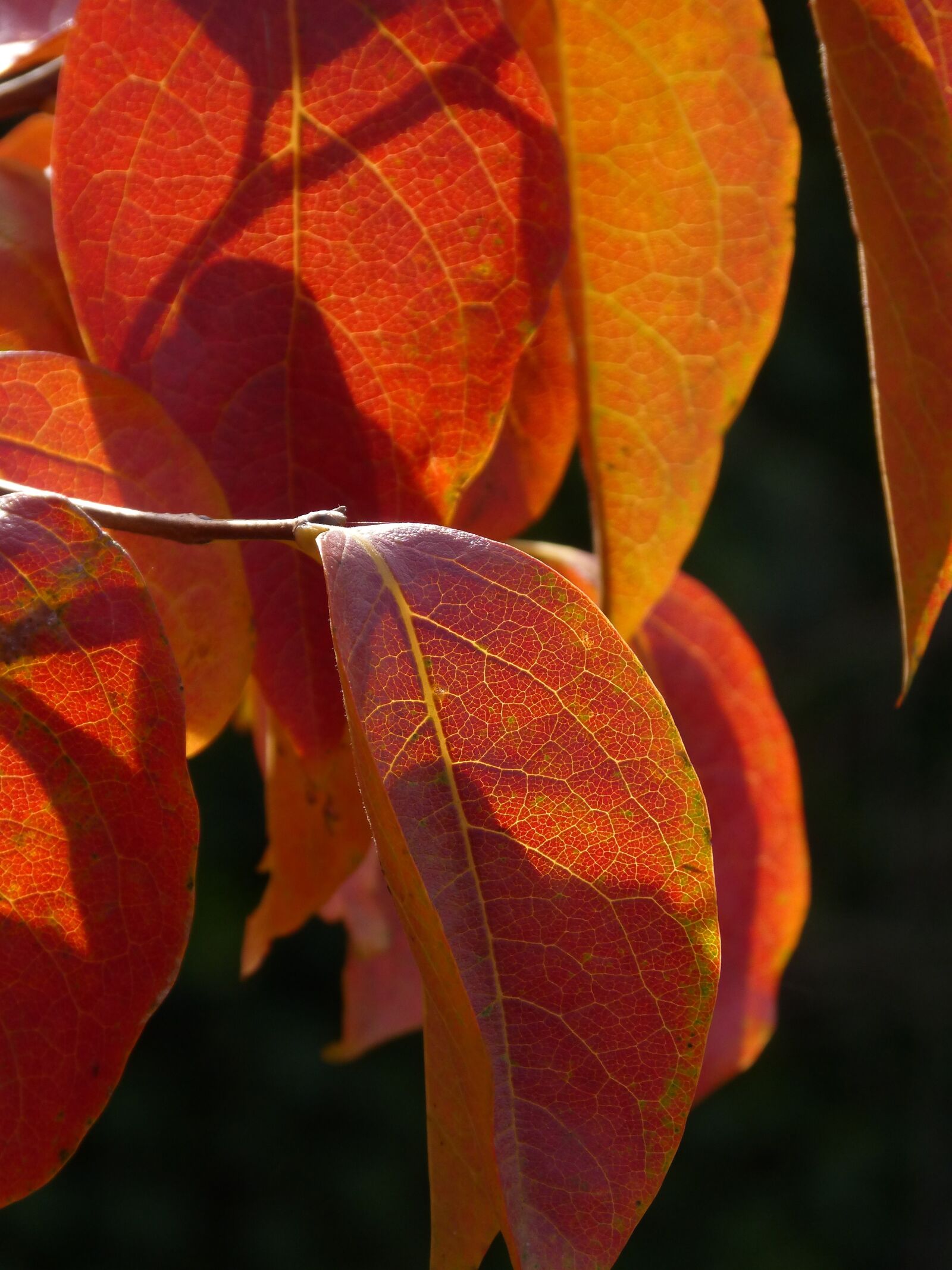 Panasonic DMC-FZ62 sample photo. Leaf, red leaf, translucent photography
