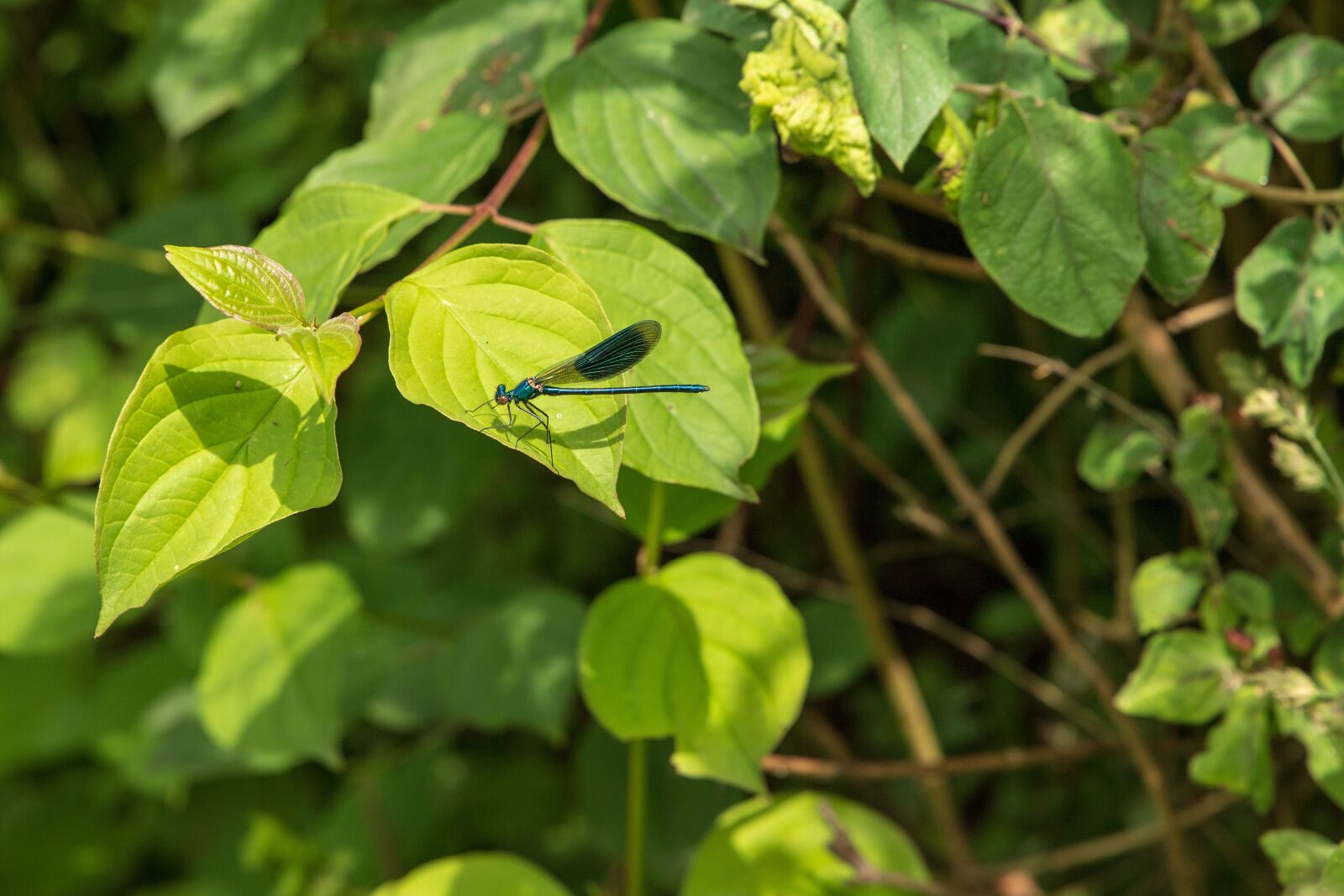 Canon EOS 6D Mark II sample photo. Dragonfly, insect, nature photography