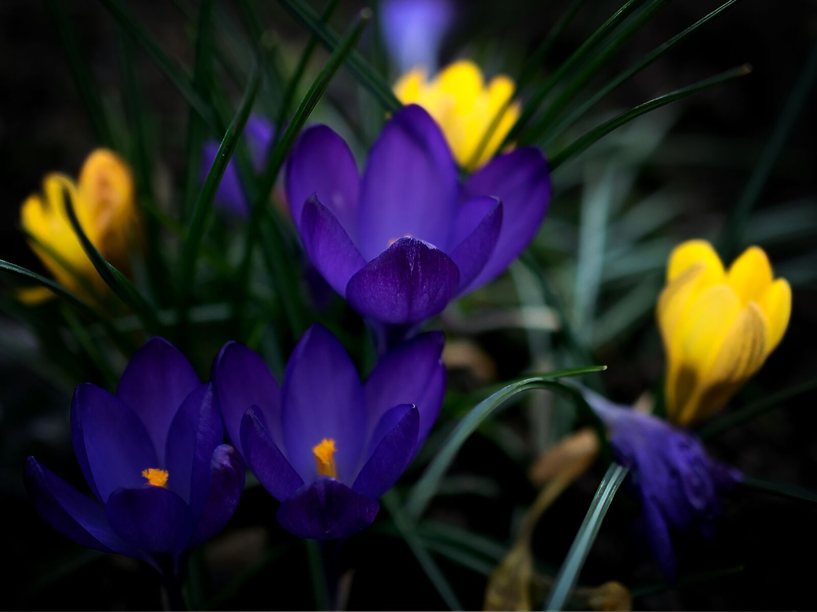 Nikon D3300 sample photo. Crocus, flower, blossom photography