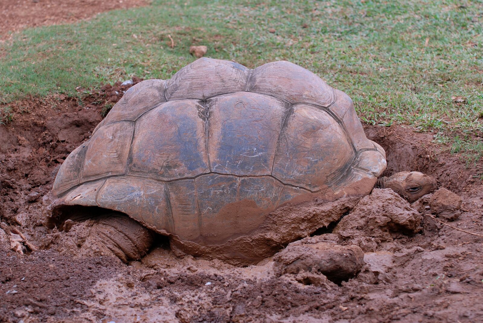 Nikon D200 sample photo. Animal, turtle, reptile photography
