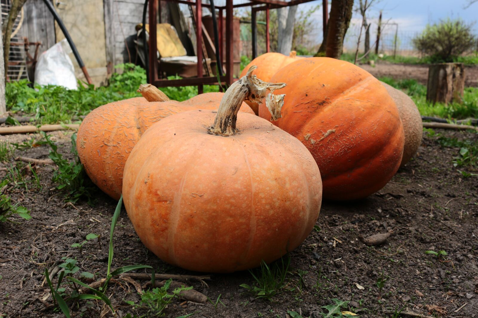 Canon EOS 100D (EOS Rebel SL1 / EOS Kiss X7) sample photo. Pumpkin, vegetable, village photography