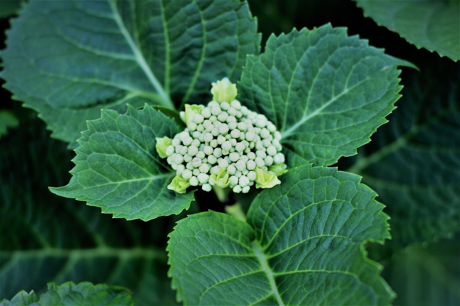 Canon EOS 700D (EOS Rebel T5i / EOS Kiss X7i) sample photo. Green leaves, flower, ma photography