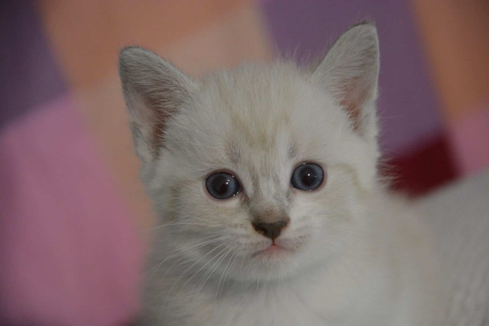 Nikon D5200 sample photo. Cat, kitten, pets photography