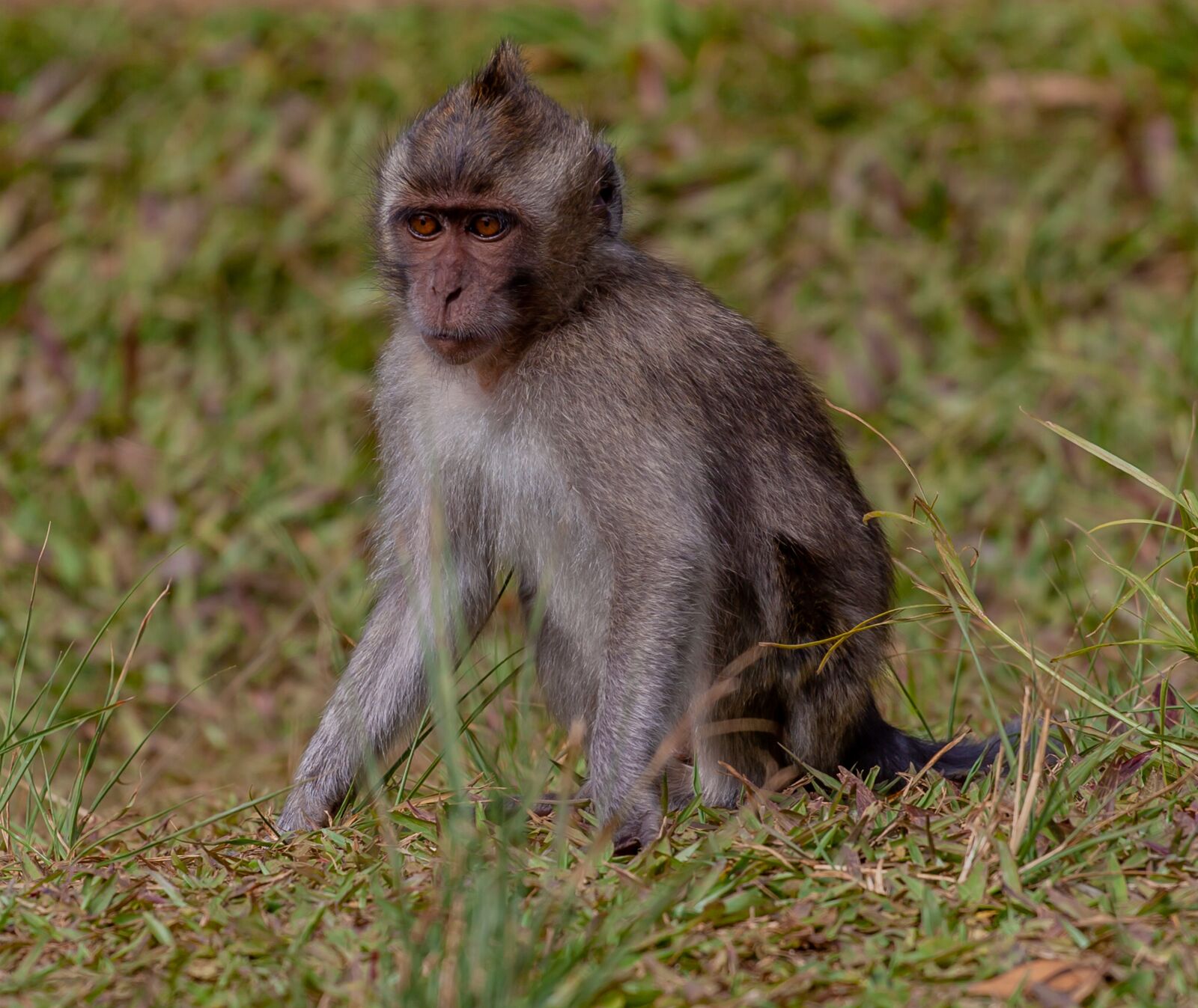 Canon EF 70-200mm F4L USM sample photo. Young long tailed macaque photography