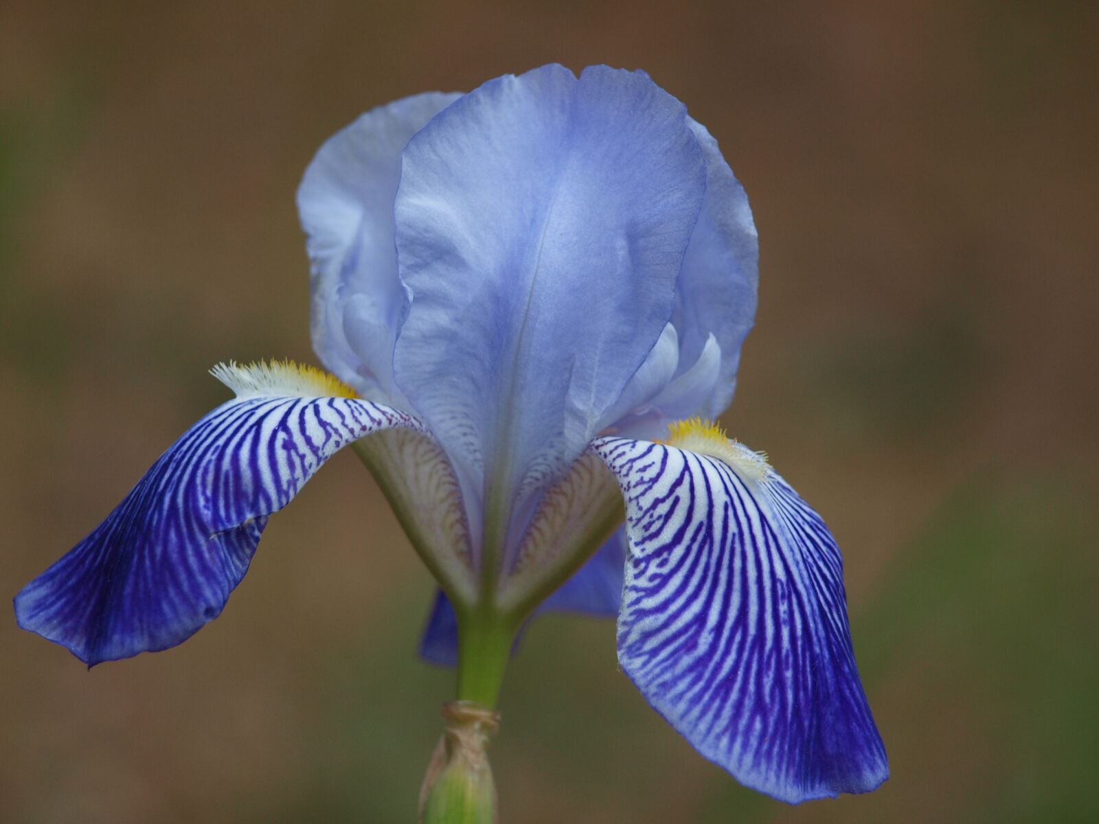 Olympus E-420 (EVOLT E-420) sample photo. Iris, lily, flower photography