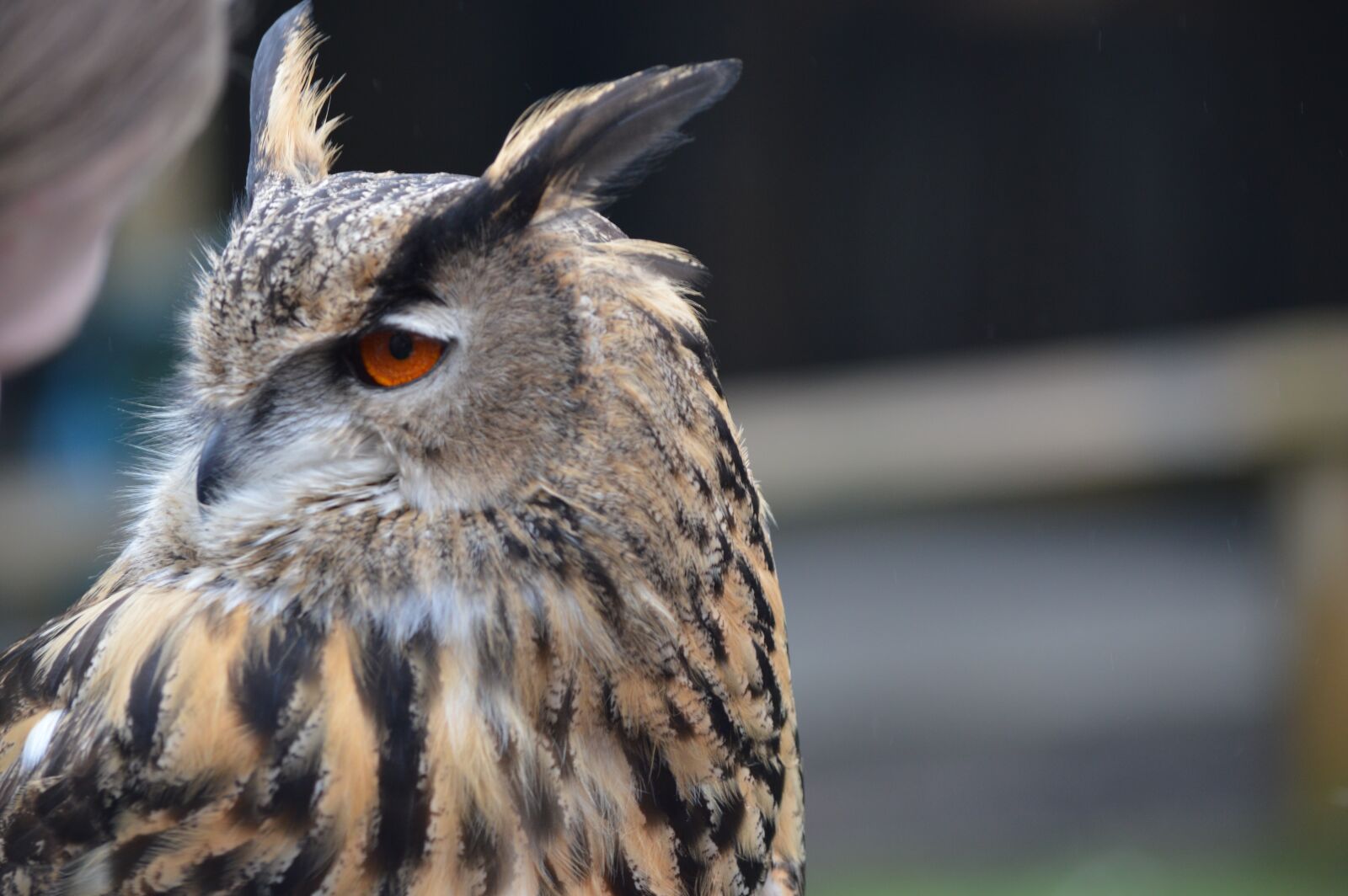 Nikon D3200 sample photo. Wildlife, nature, bird photography