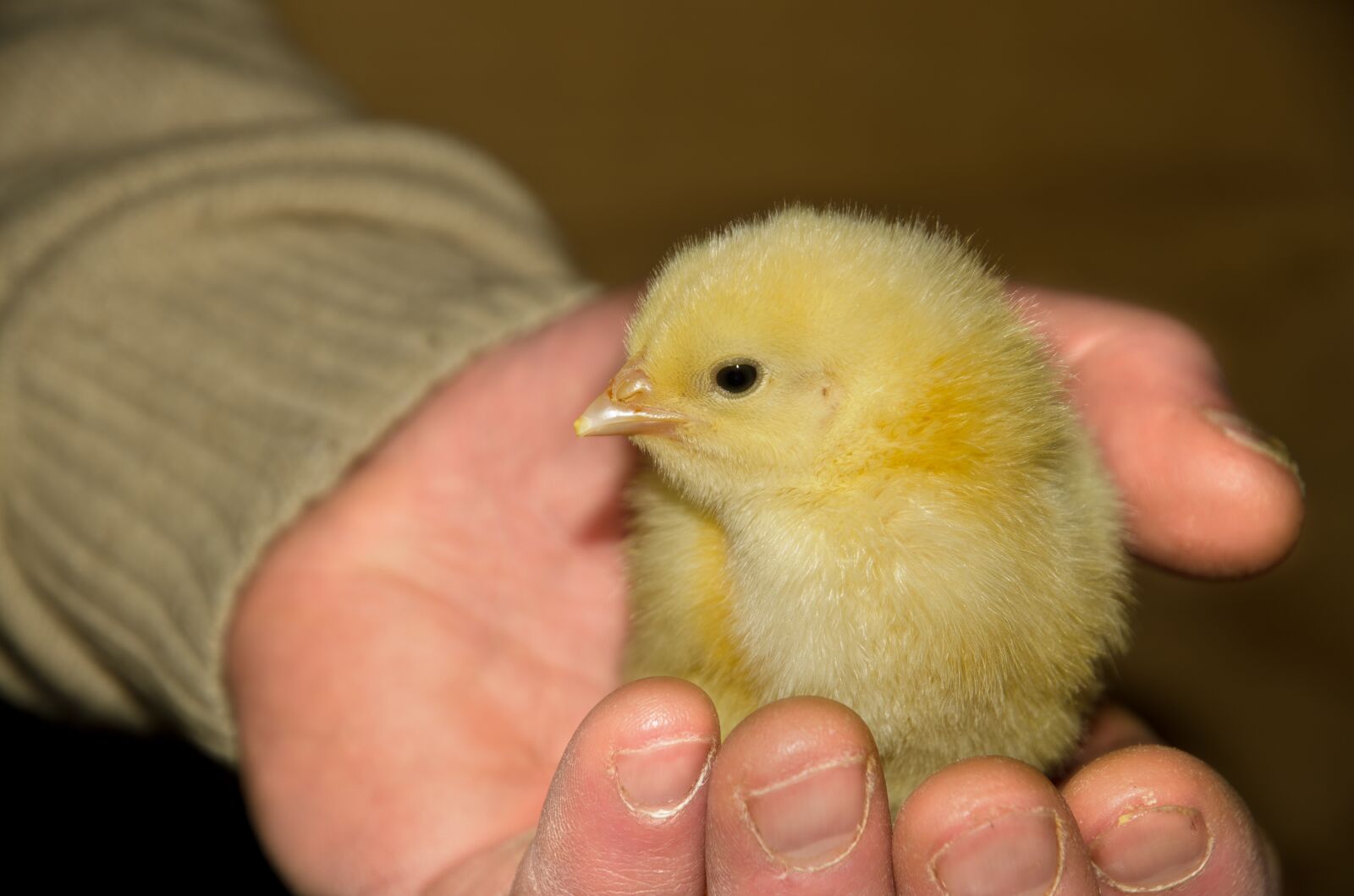 Nikon D7000 sample photo. Chick, yellow, animal photography